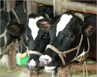 The US has 96 million cattle, more than any other country 