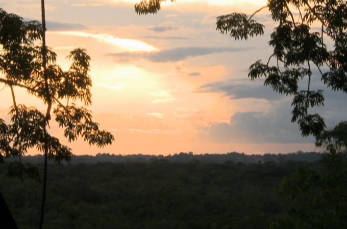 Ecuador rainforest