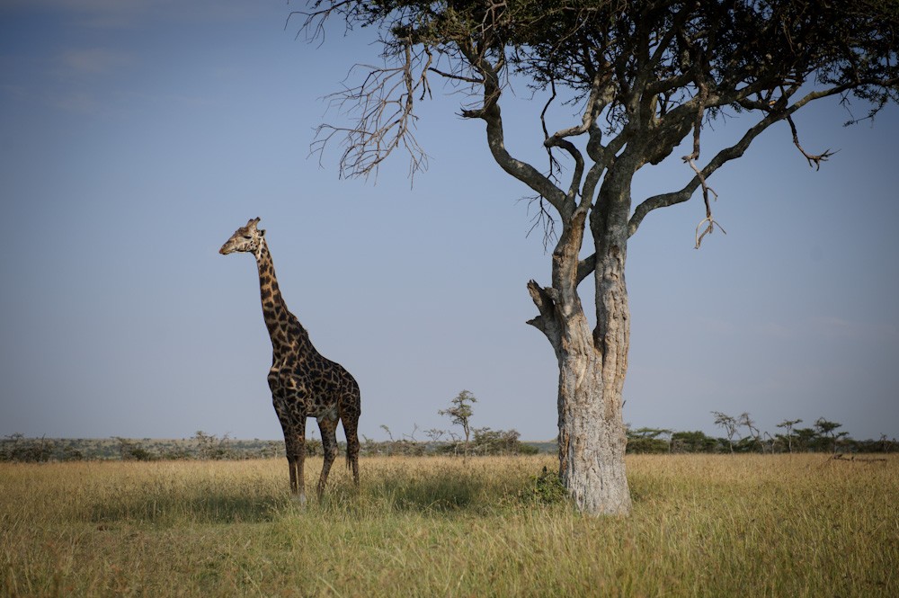 Bordering the Maasai Mara reserve, the Naibosho conservancy works closely with communities to protect the wildlife outside of the park.
