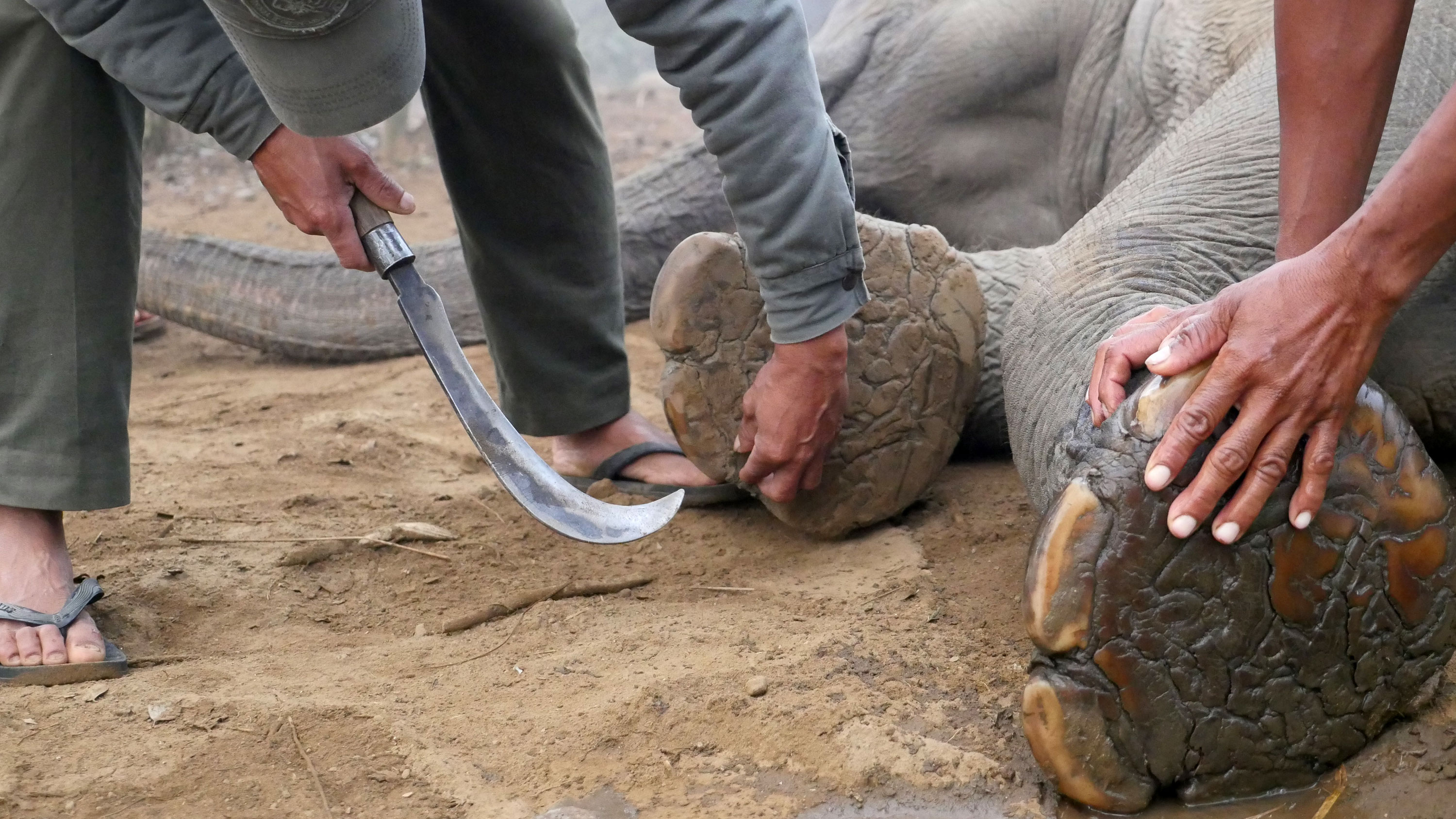 WORLD ELEPHANT POLO/ Please Do Not Use