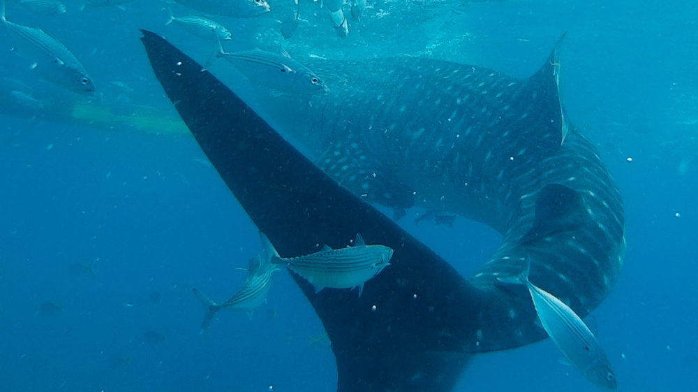 Whale Sharks - Angel L. Martinez Cantera
