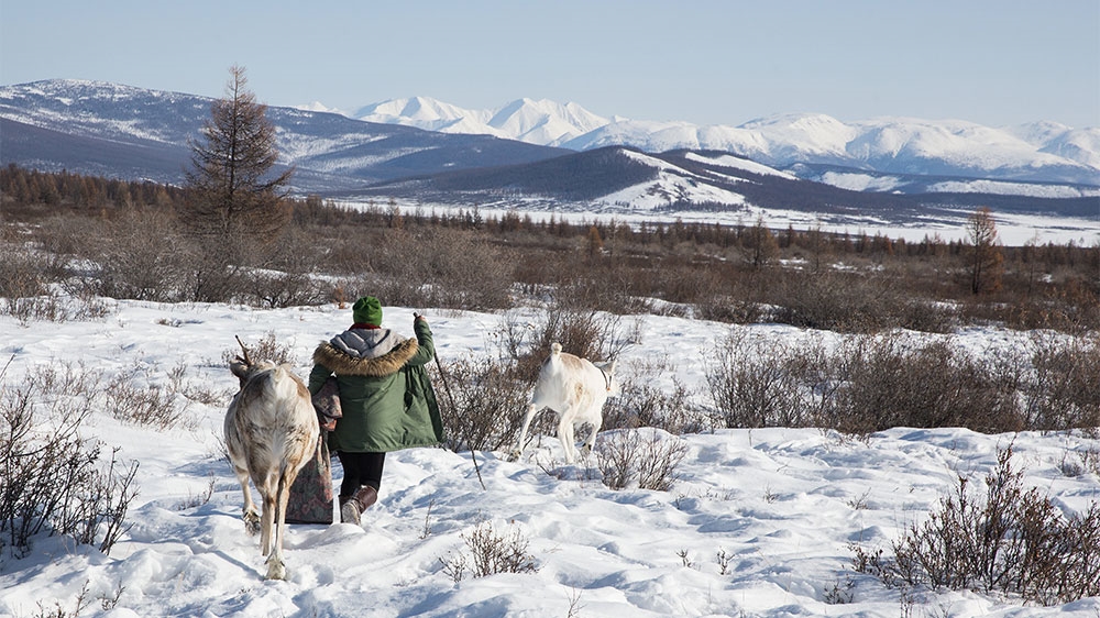 After the reindeer return from their early morning grazing, Dukha men and women herd the animals to a camp in the east taiga near Tsagaannuur, Mongolia [Taylor Weidman/Al Jazeera]