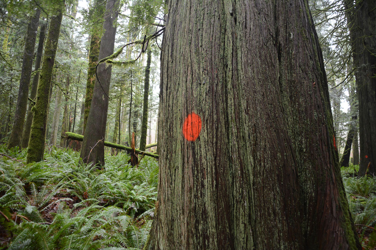 Saving Canada''s Giant Trees/Please Do Not Use