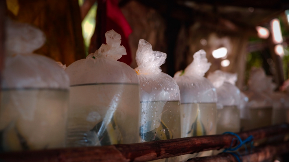Bags of aquarium fish line the shelves of a wooden shed by the shore of San Salvador, Masinloc. Locals scour the nearby reefs for these fish in their spare time, bagging and sending them to buyers in Manila and abroad [Santiago Arnaiz/Al Jazeera]