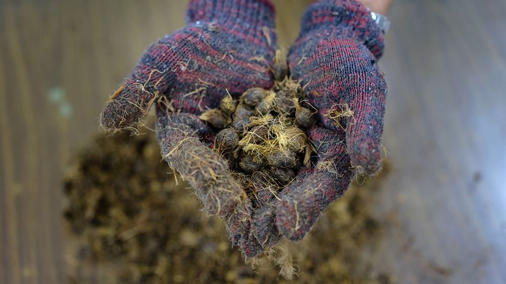 A technician holds a bunch of palm fruit kernels inside the laboratory at a palm oil mill in Pahang, Malaysia