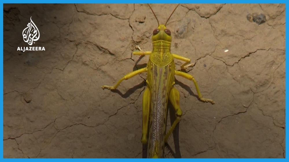 Yemenis eat insects for survival