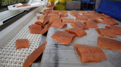 Salmon fillets are transported on a conveyor belt in Chile, where according to the government, the salmon industry employees more than 21,000 people