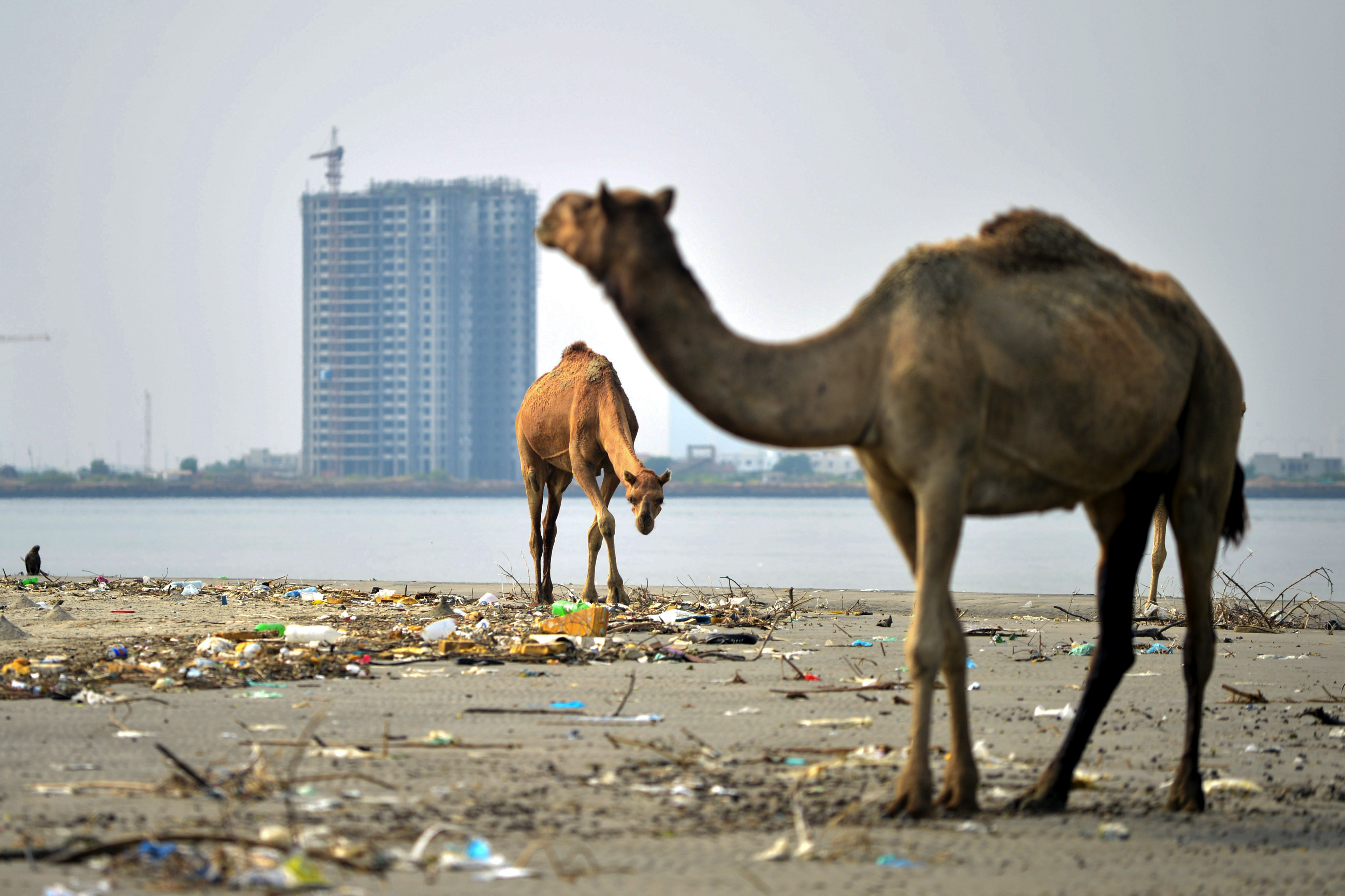 A short boat ride from the shores of Karachi lies an island inhabited only by camels, that has already been tainted by urbanisation