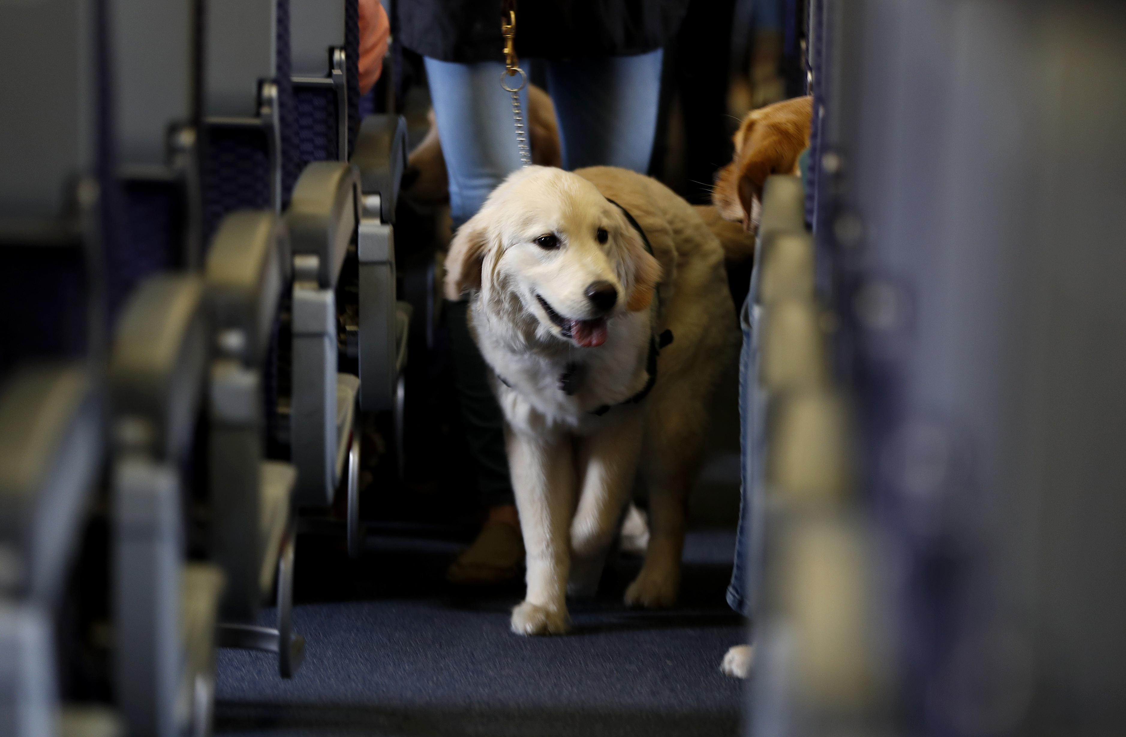 For years, some travellers have been bringing untrained dogs and all kinds of other animals on board by claiming they need the animal for emotional support