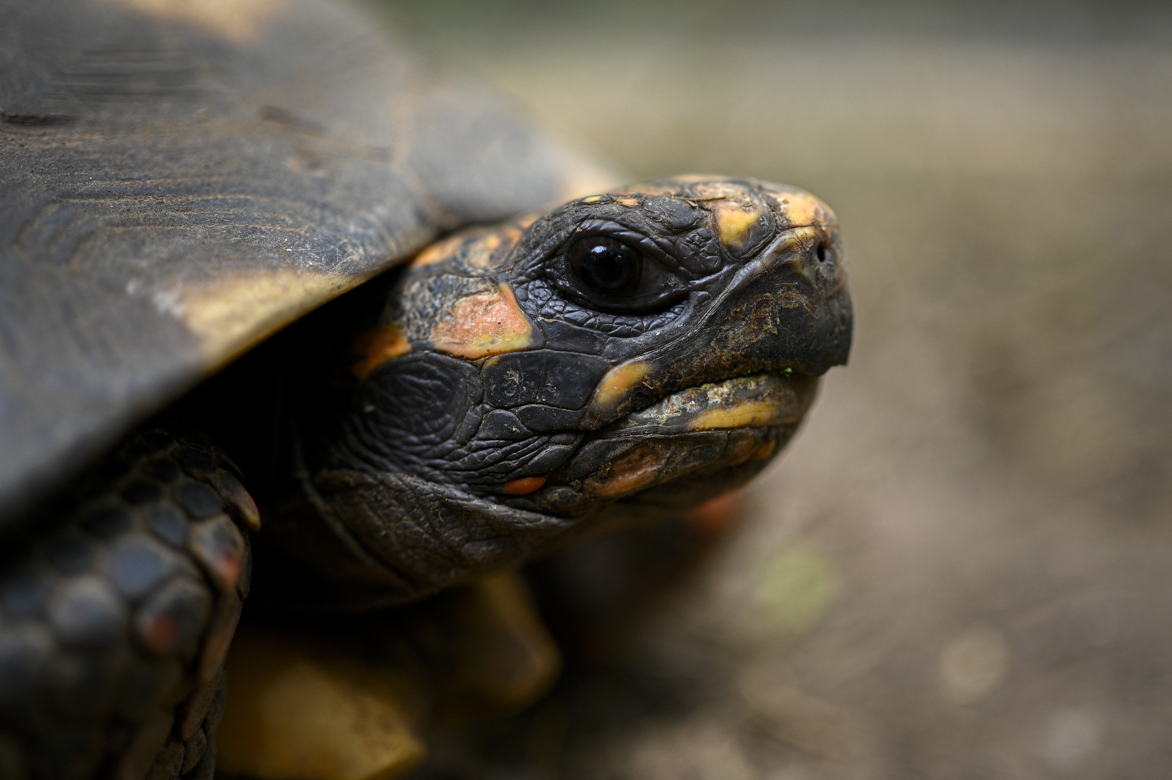 A yabotí tortoise