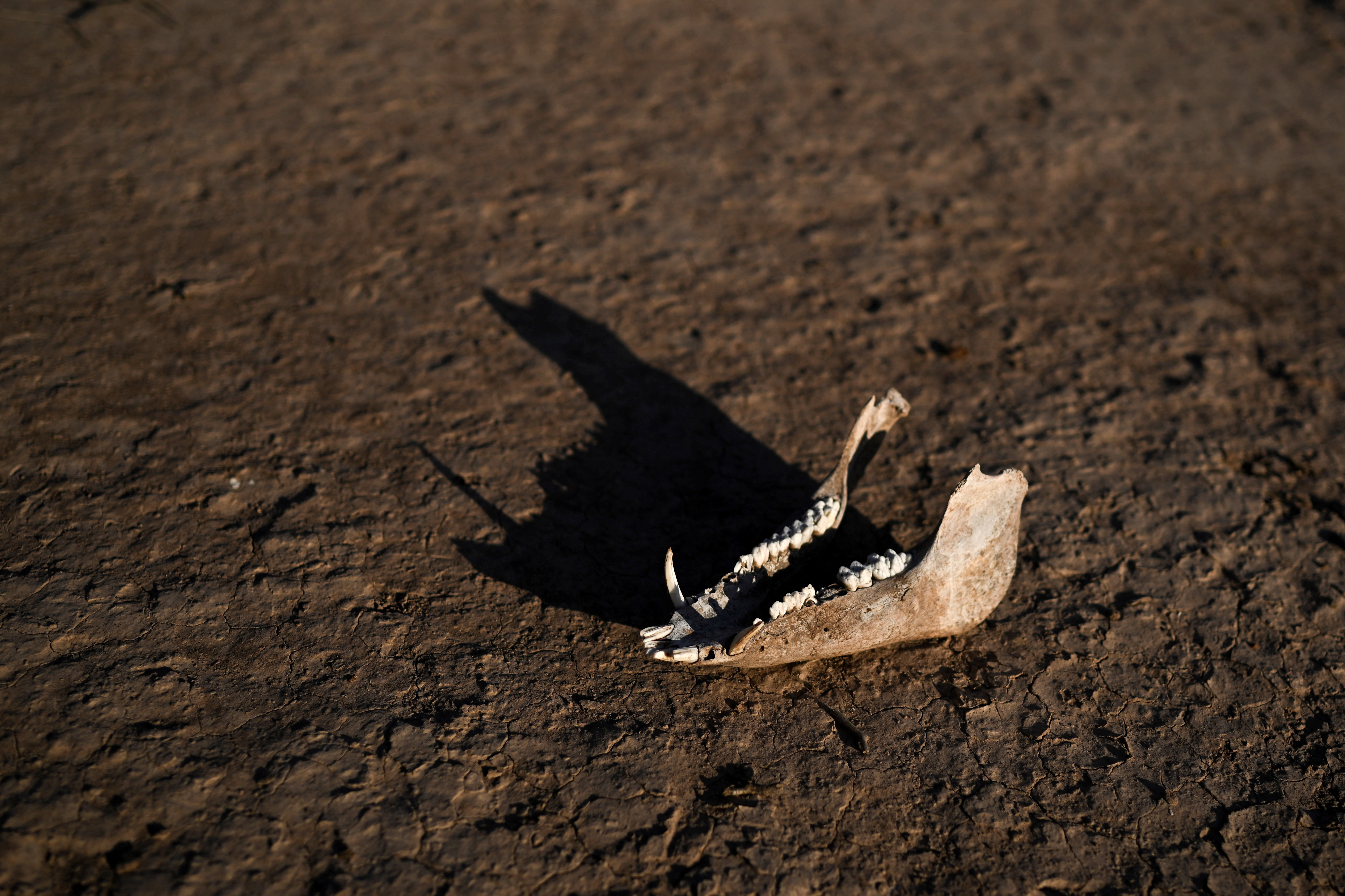 The jawbone of an animal.
