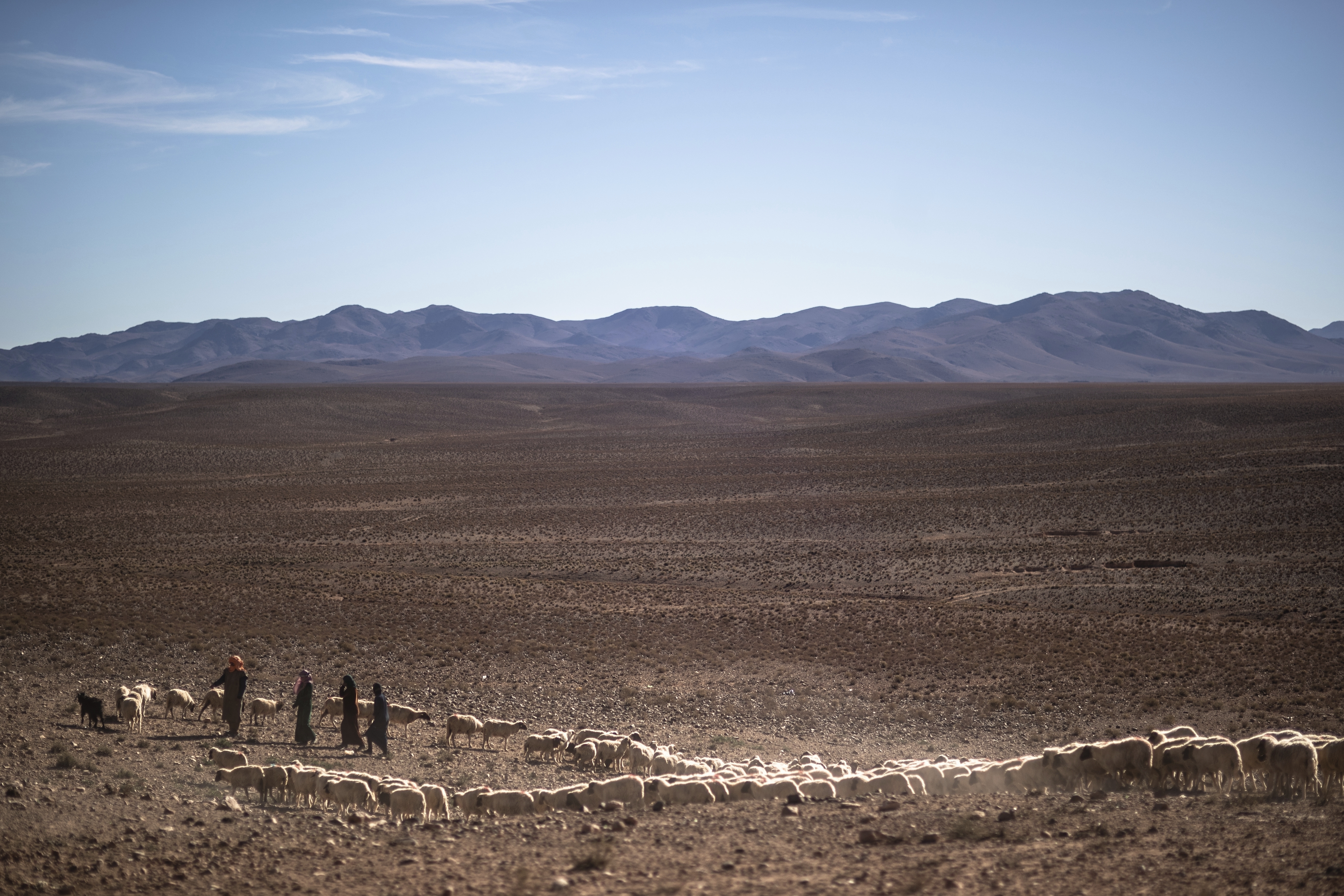 Nomadic herders guide their sheep