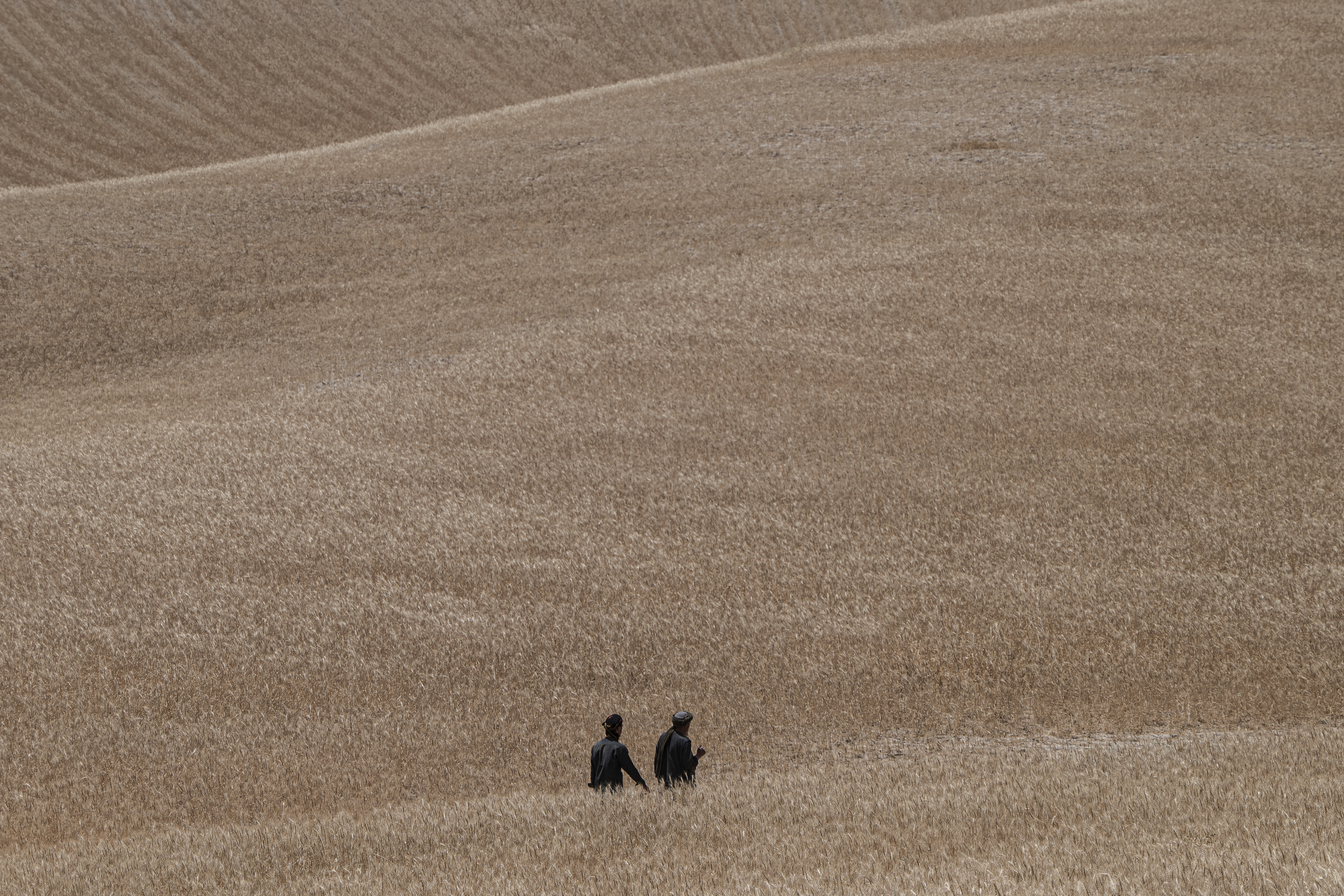 Locusts feed on grassland