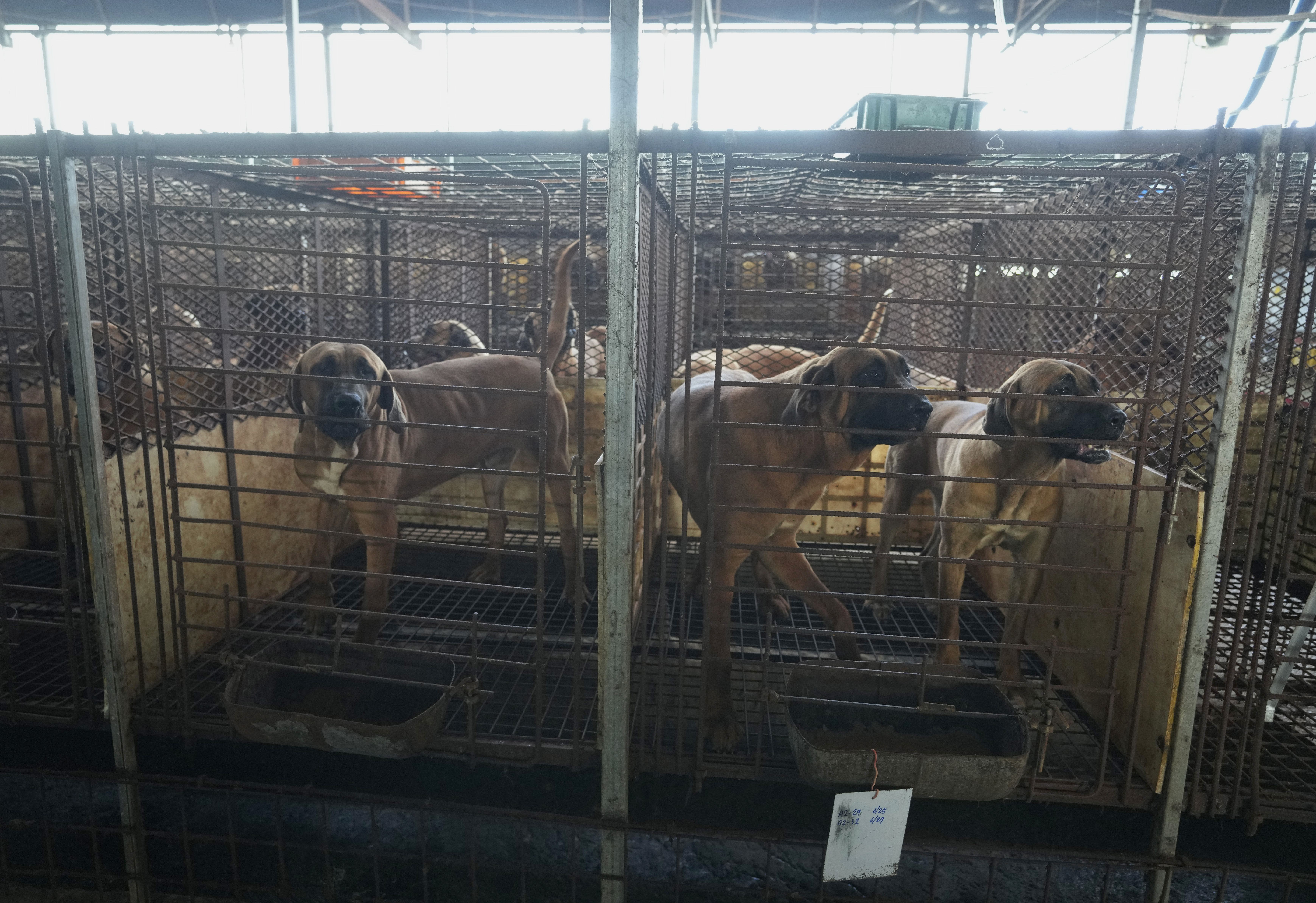 South Korea Dog Meat