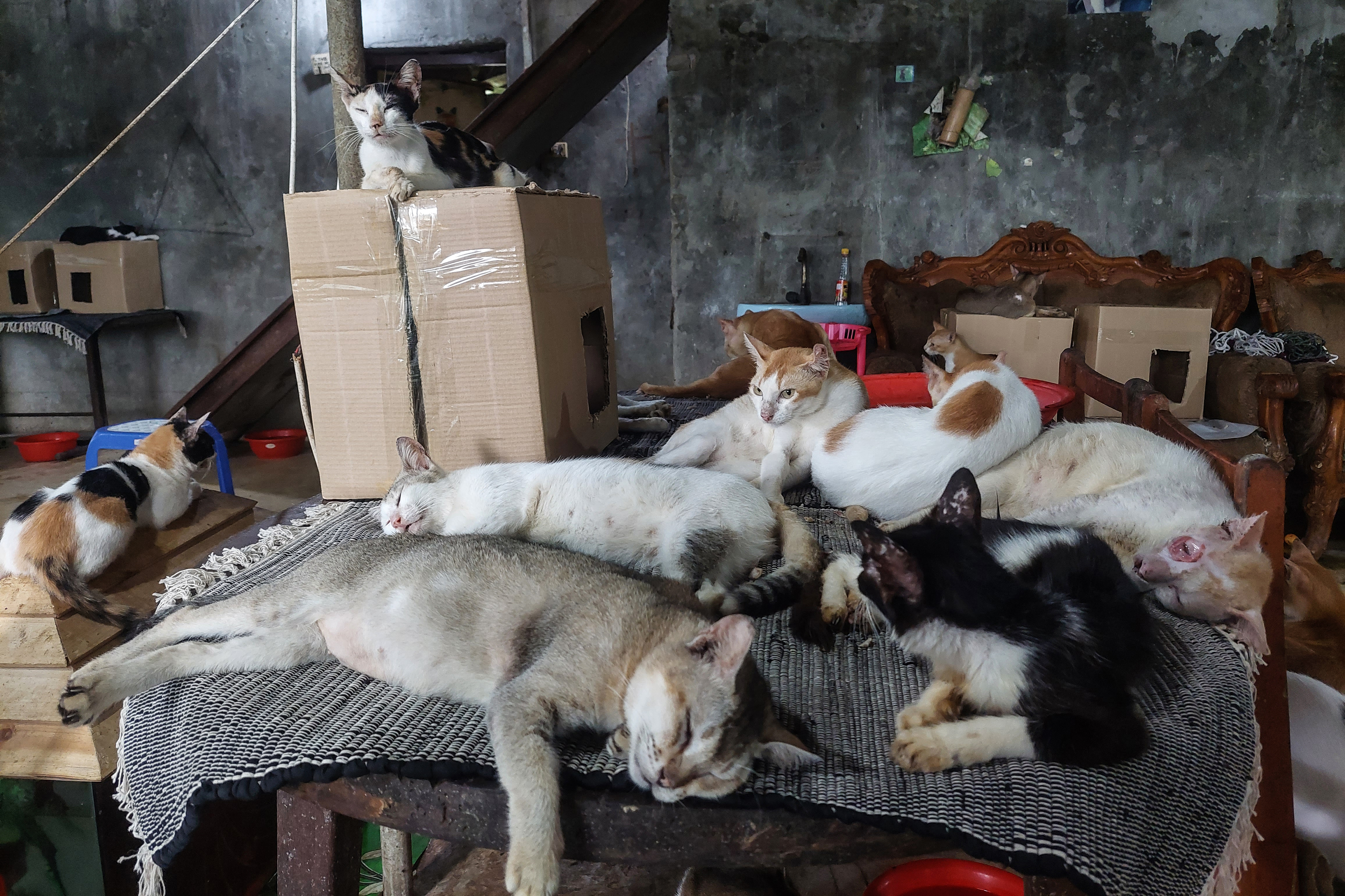 A photo of six cats sitting on a table and one cat sitting on a chest next to it with a cat sitting on a box in between in a room with boxes.