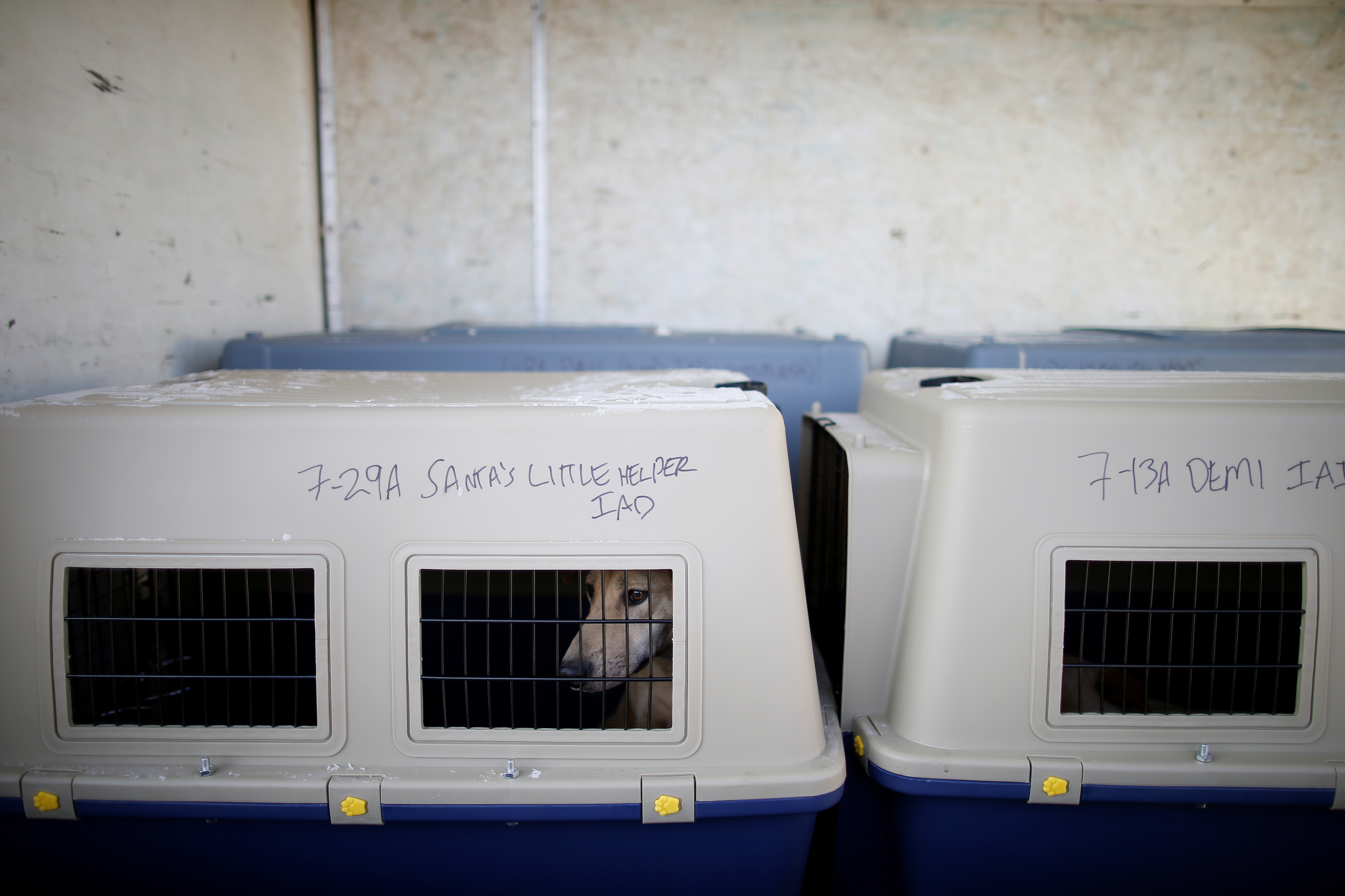 A dog rescued from a dog meat farm in Korea