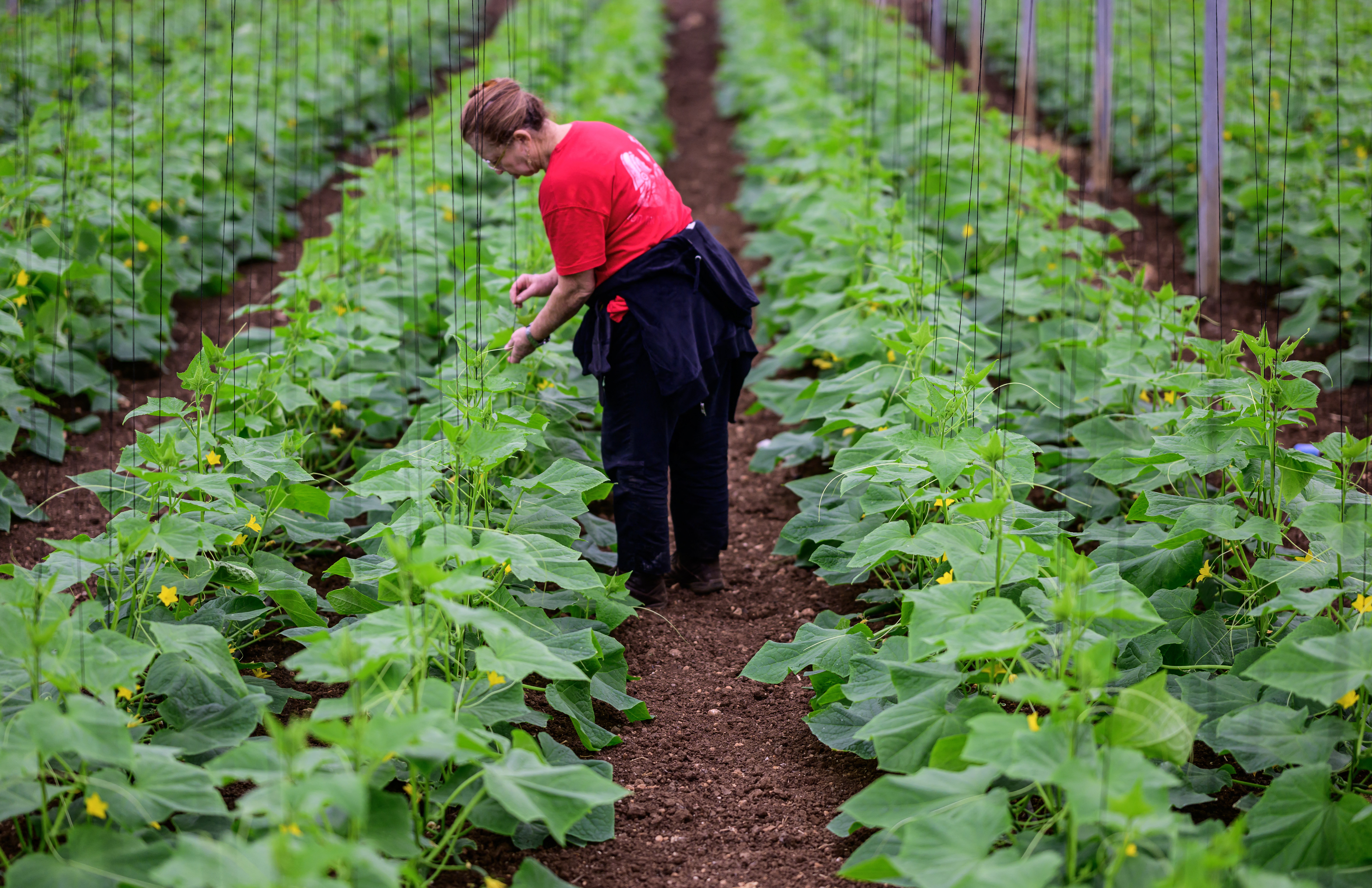 A volunteer ties up cucumber plants in a greenhouse in Baqa al-Gharbiya.