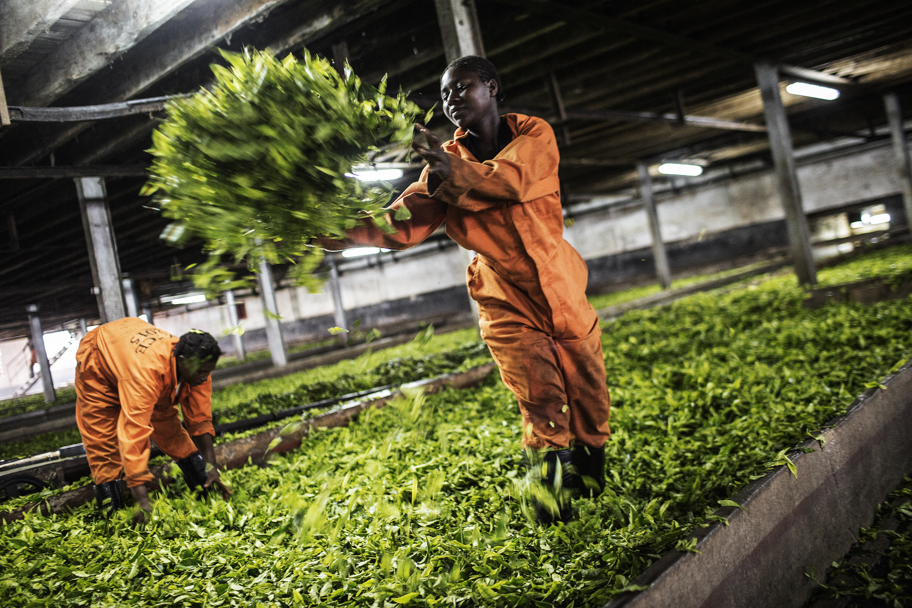 A Malawian tea factory worker in action