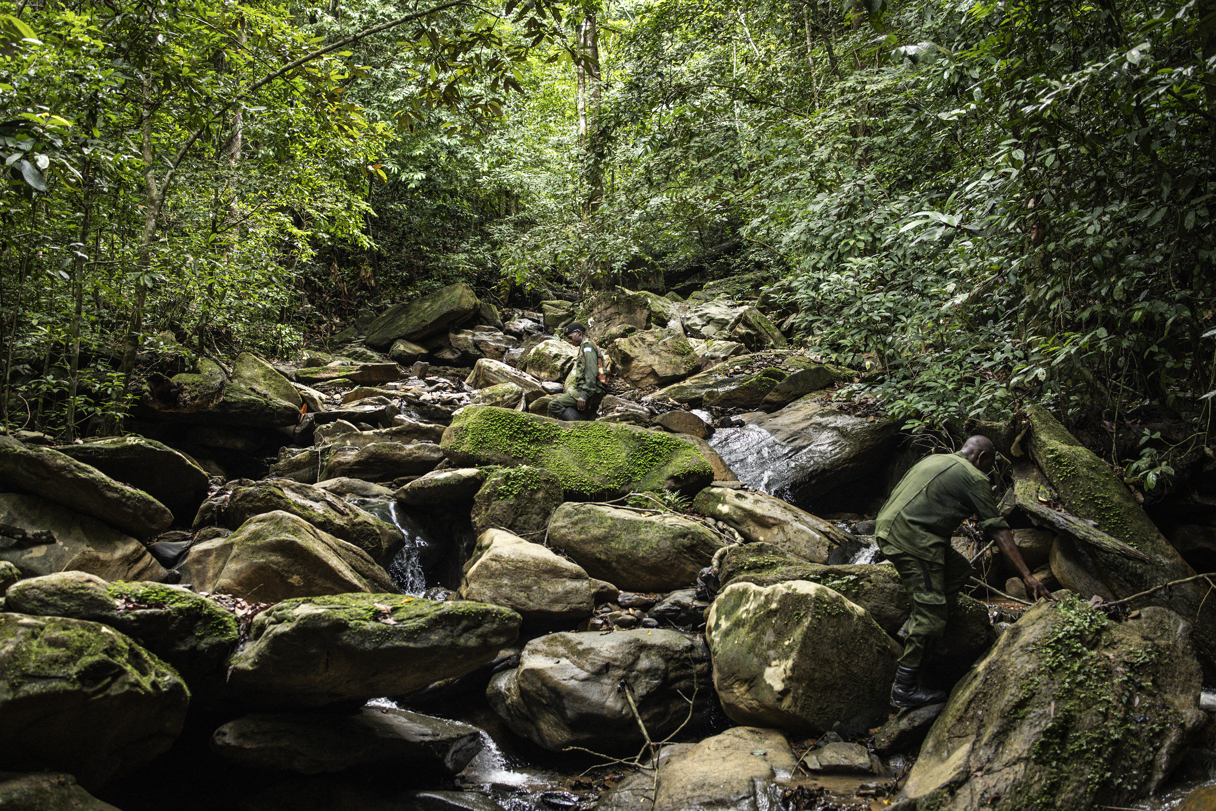 Sierra Leone rangers face a tough fight against deforestation