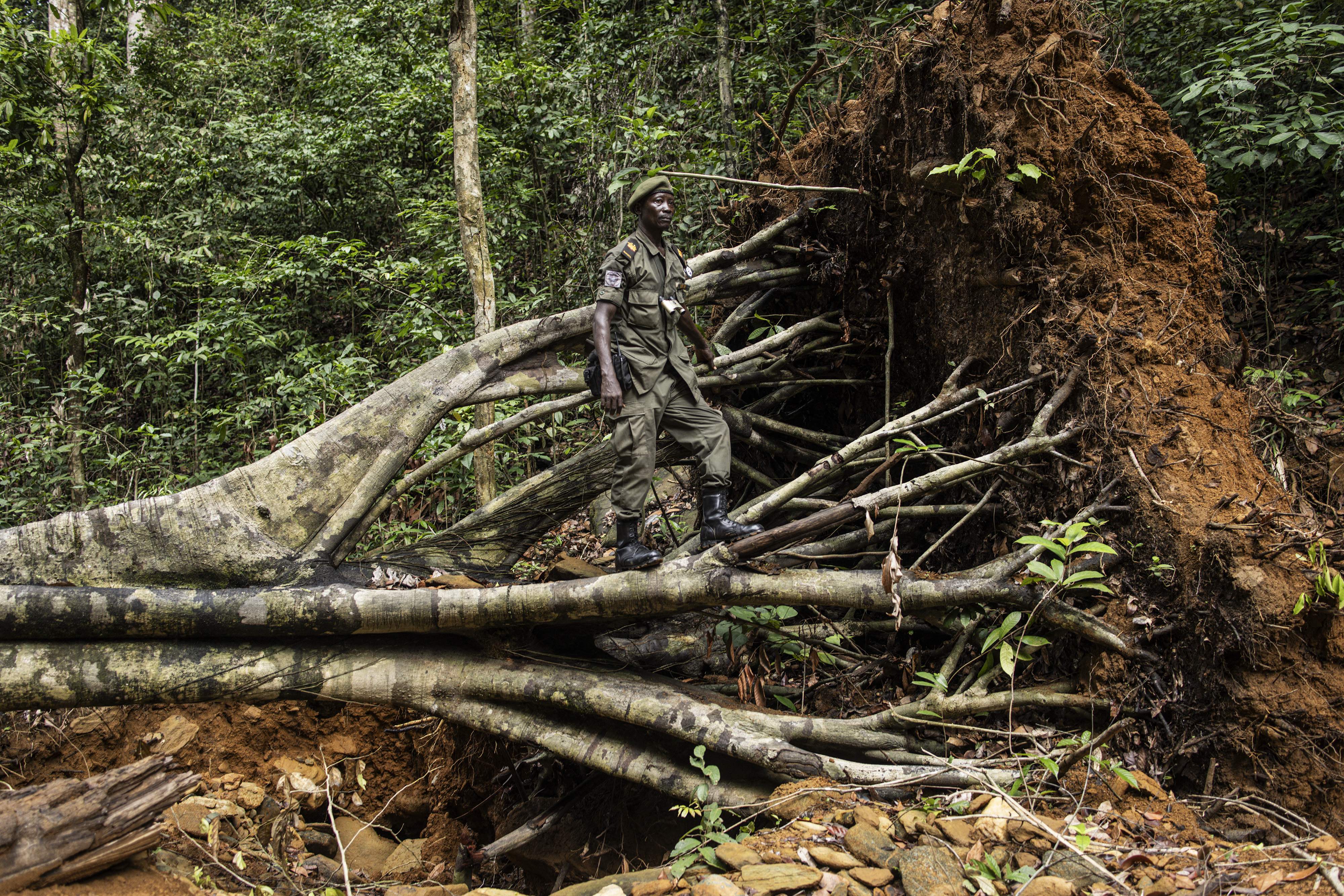 Sierra Leone rangers face a tough fight against deforestation