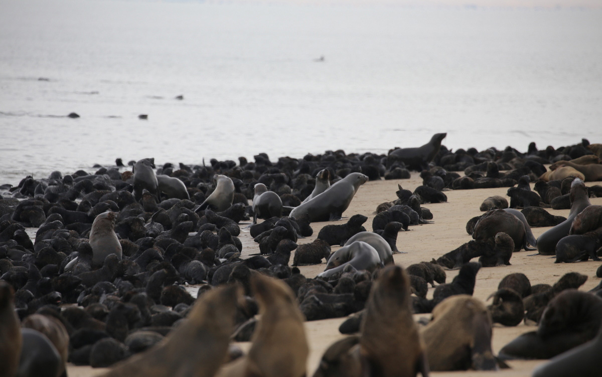 Healthy seals gather on a beach in South Africa. In May, a seal at a popular Cape Town beach bit five surfers in a matter of minutes [Courtesy of Sea Search]