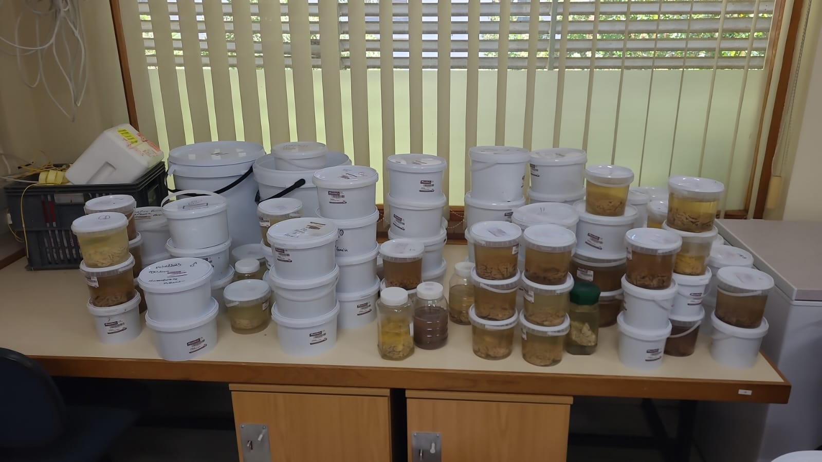 Biobanked (preserved) specimens collected from seals by Sea Search, an NGO specialising in marine mammal research, were gathered three years ago and tested retrospectively for rabies [Courtesy of Sea Search]