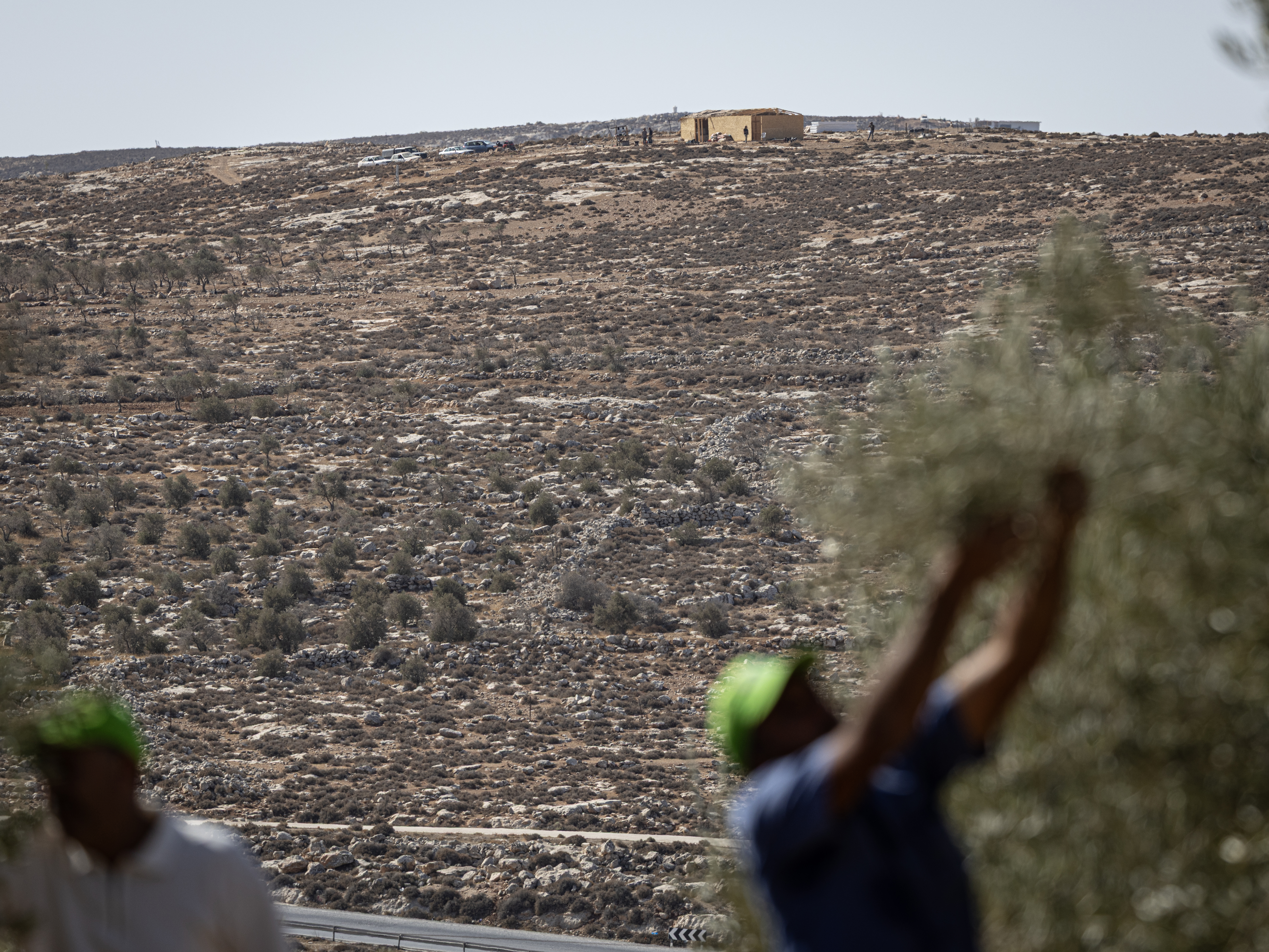 BETHLEHEM, WEST BANK - OCTOBER 22: Palestinians pick olives near Israeli outposts on October 22, 2025 in Al Maniya, Bethlehem, West Bank. The West Bank's olive harvest season, which began earlier this month, is an important part of Palestinian culture and the local economy but increasingly precarious as Palestinians face attacks by Israeli settlers. According to the United Nations Office for the Coordination of Humanitarian Affairs (UNOCHA), around three dozen attacks on Palestinians across 27 villages in the second week of October were related to the ongoing harvest. Palestinians also face roadblocks and other impediments imposed by Israeli security forces that prevent them from accessing their land. (Photo by Faiz Abu Rmeleh/Getty Images)