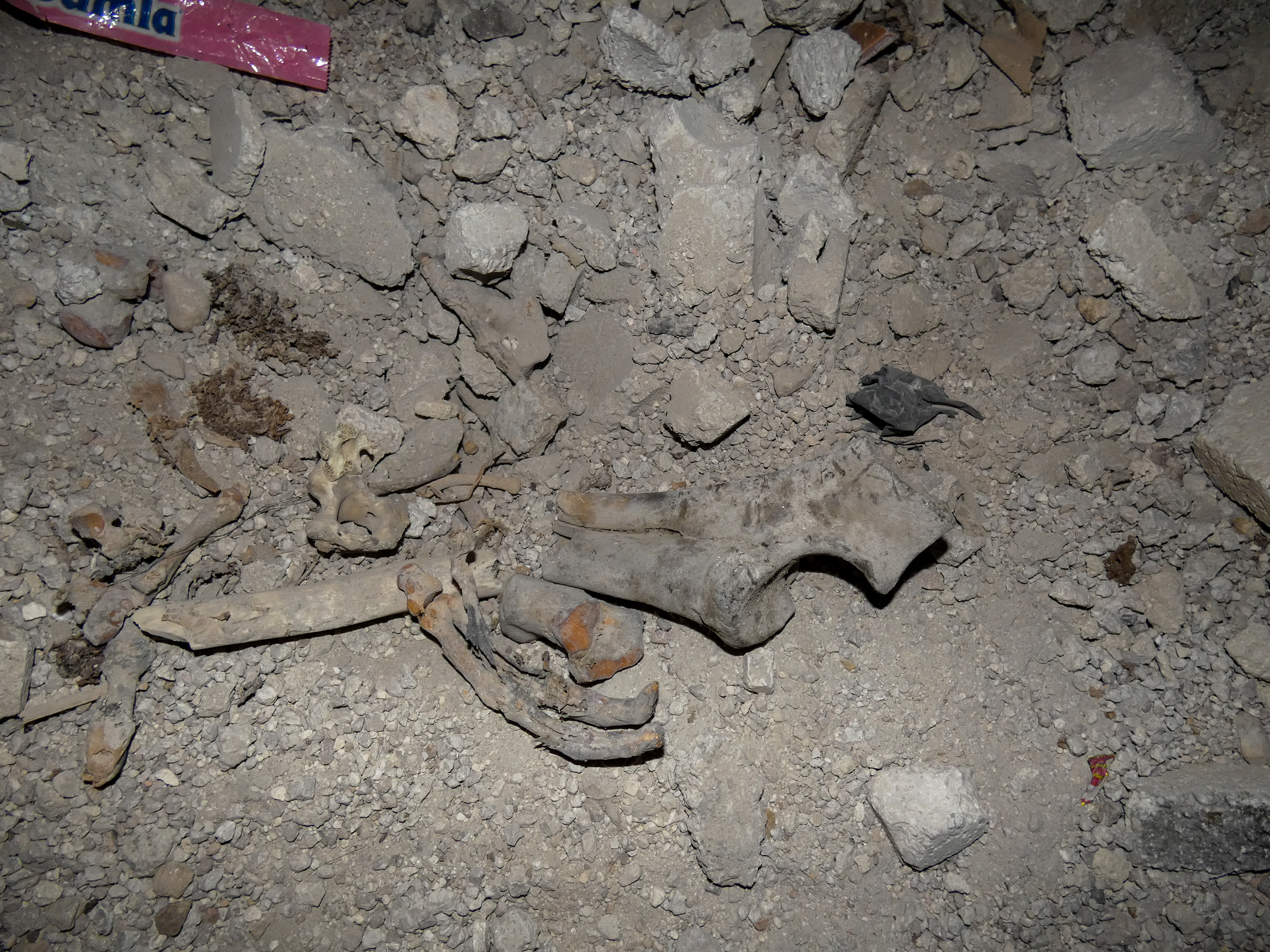 Bones in Tadamon.
