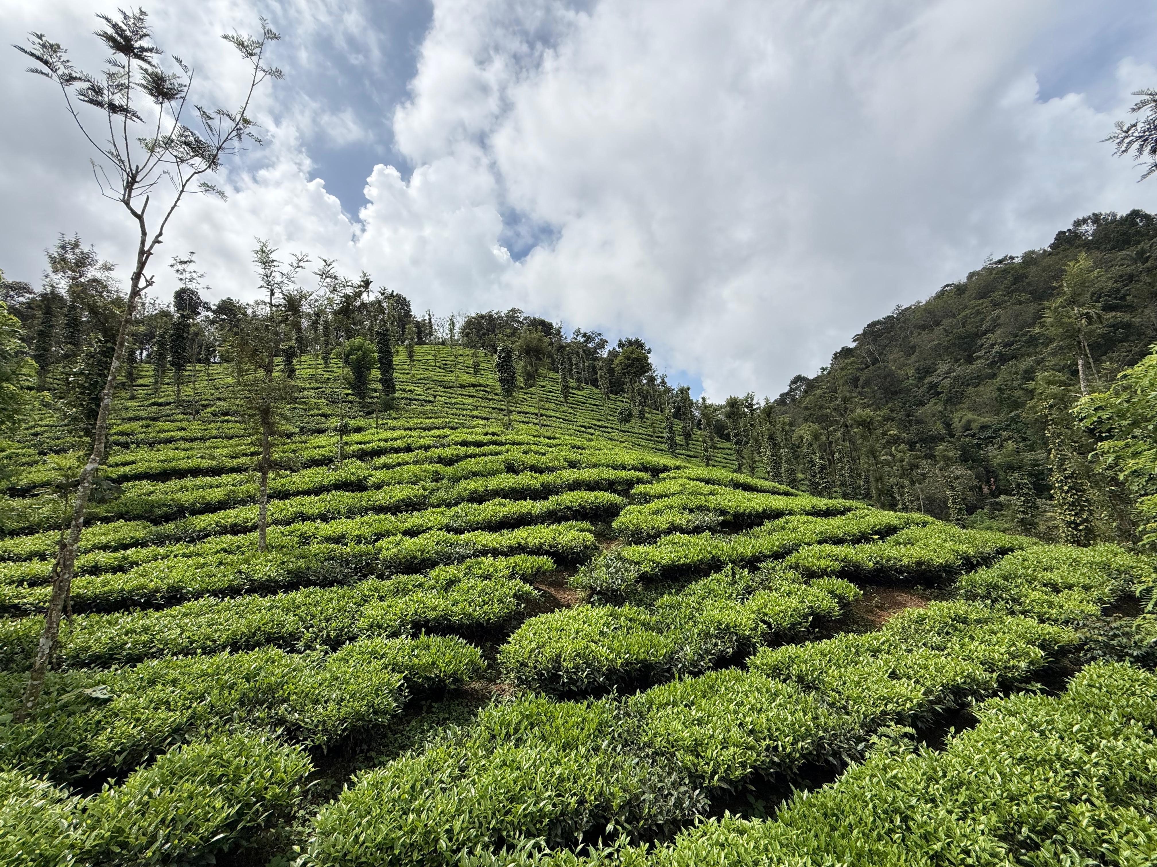 A tea garden in the Wayanad district in southern Indian state of Kerala-1771255965