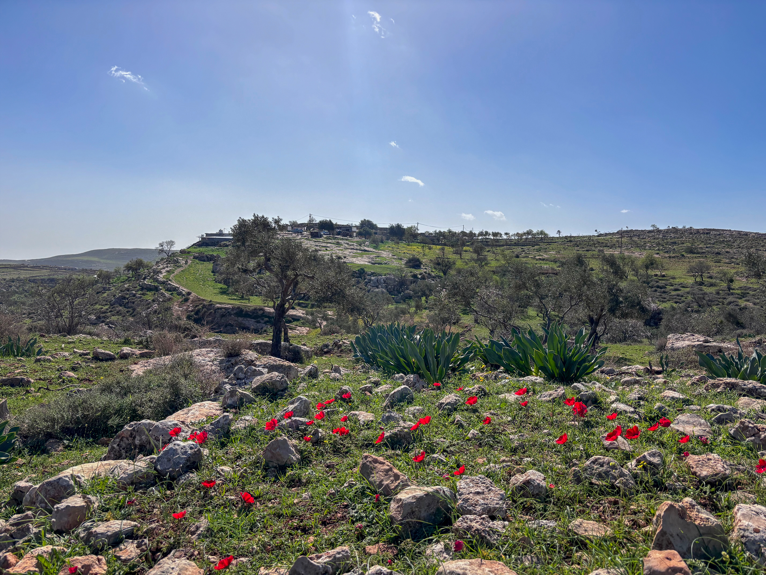 Spring wildflowers cover the grassy hills around the Masallam family compound