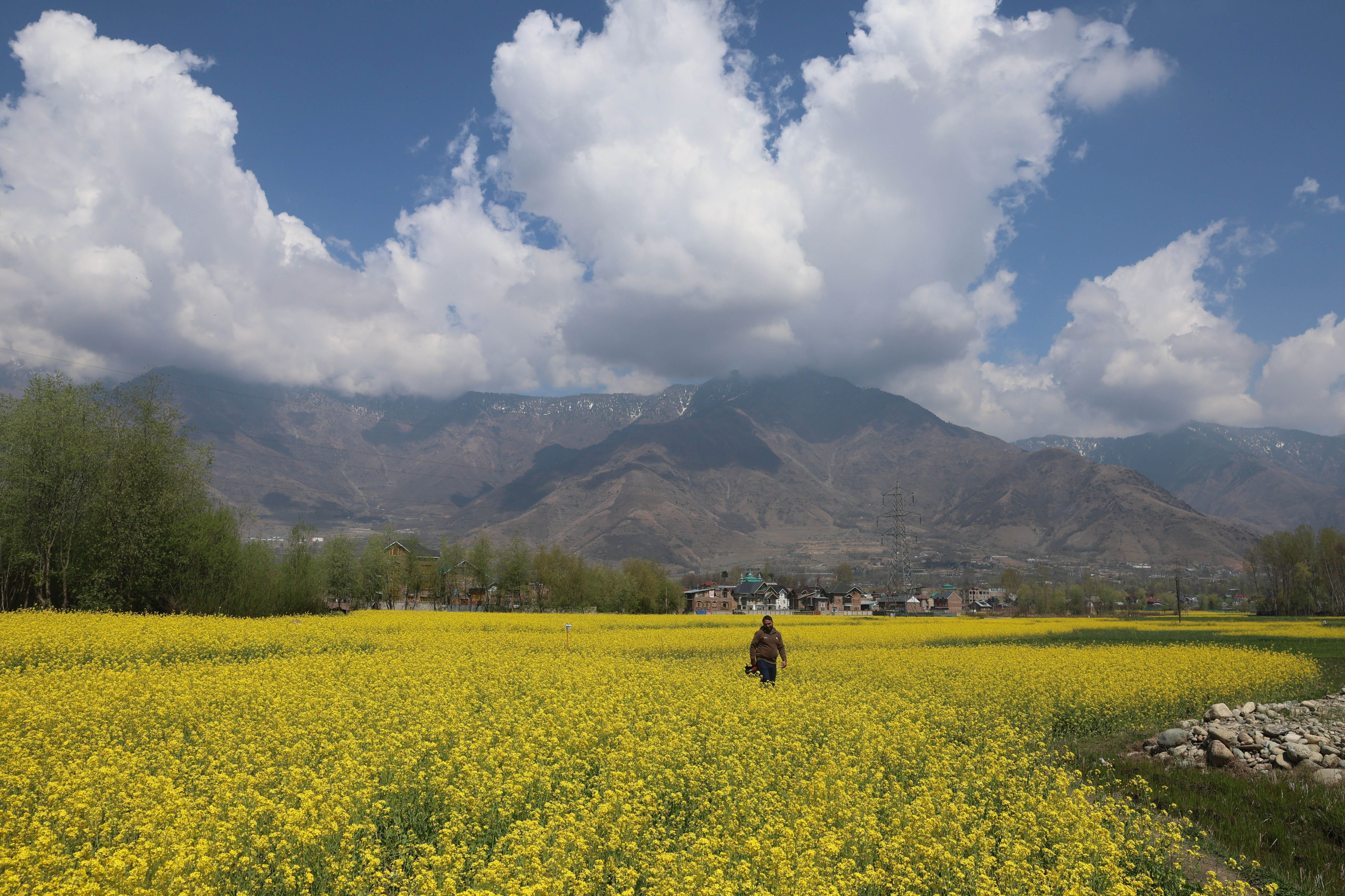 A man walks through a mustard field during the spring season on the outskirts of Srinagar, the summer capital of Indian Kashmir, India, 24 March 2026. EPA/FAROOQ KHAN