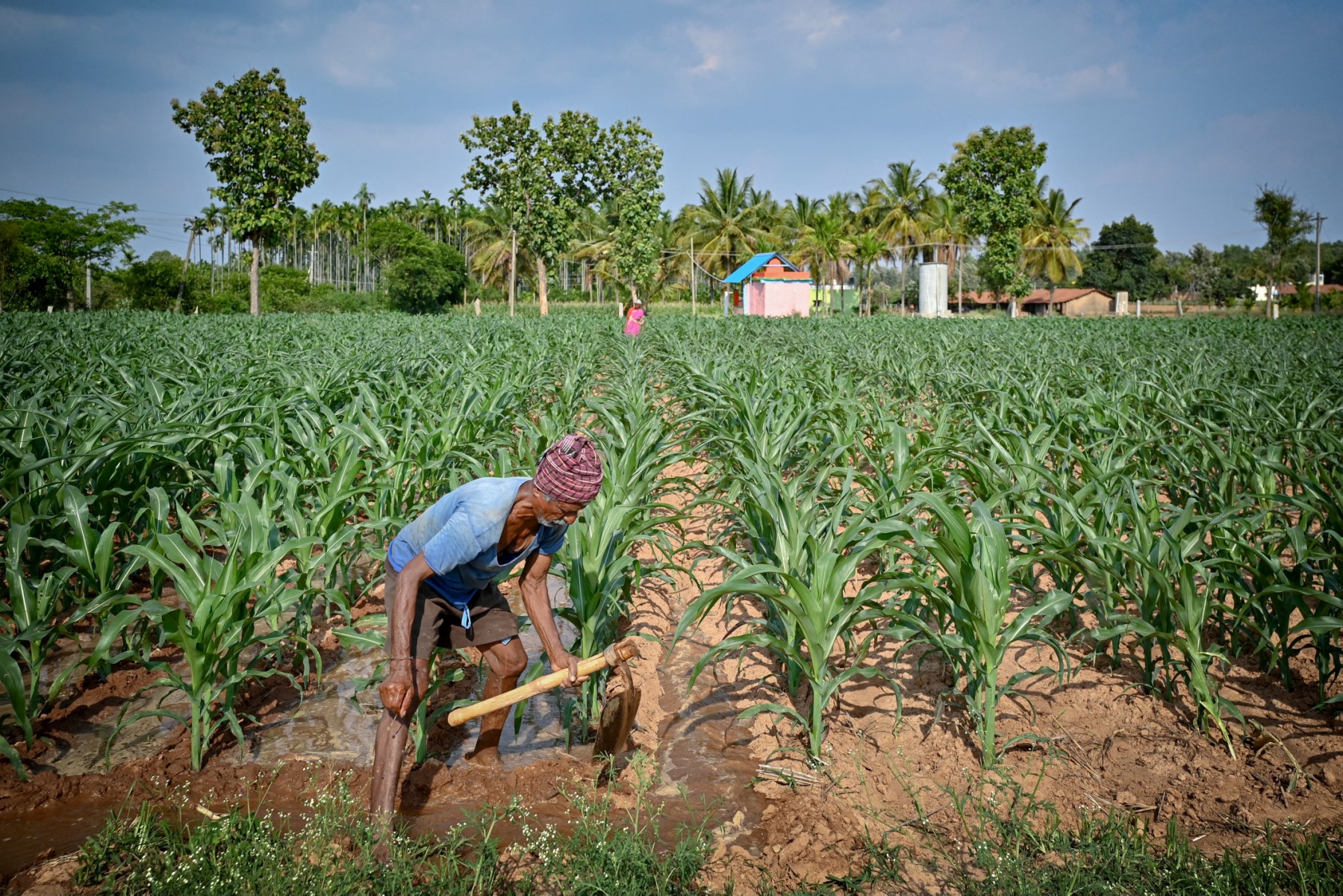 maize