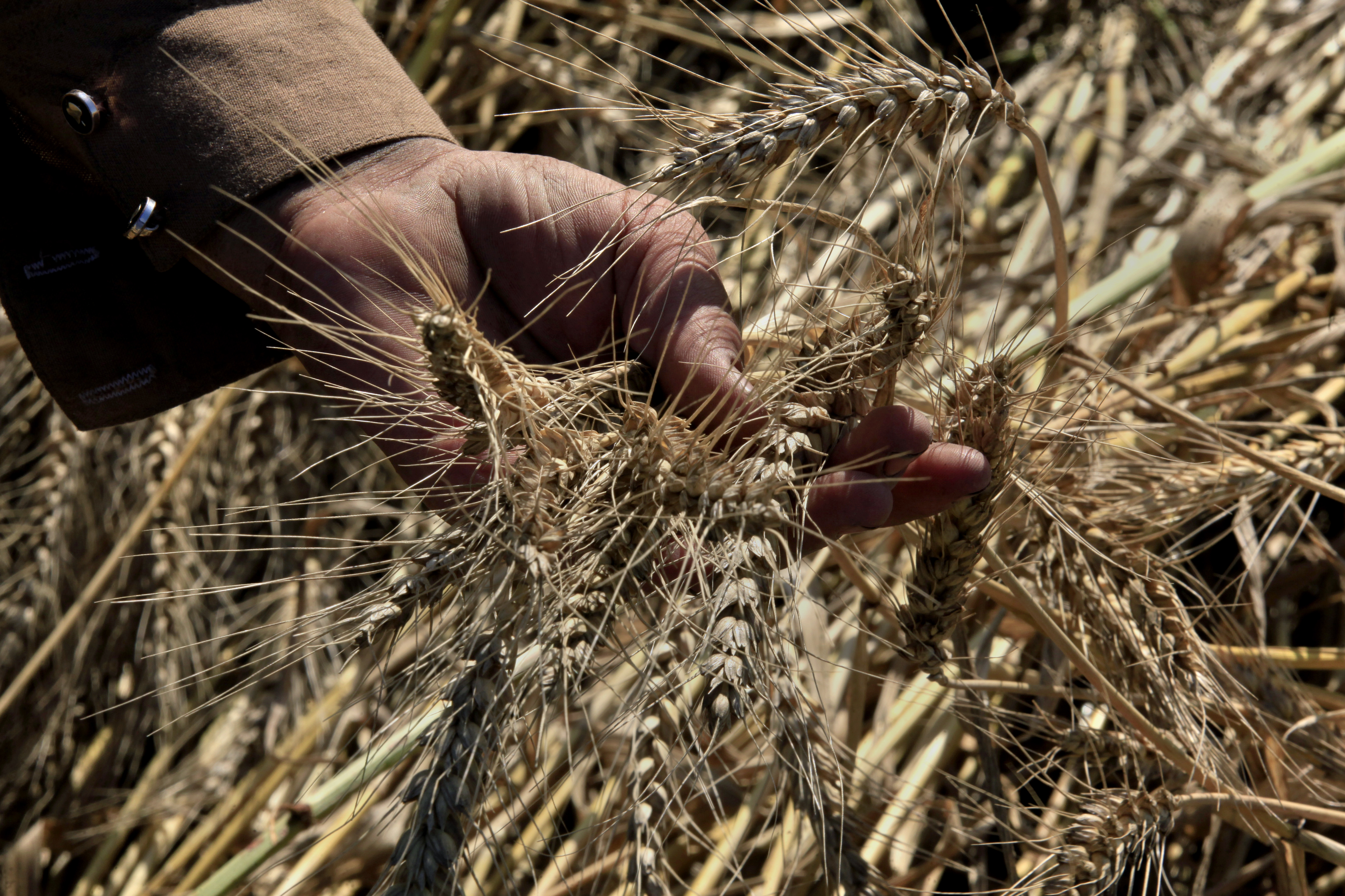 wheat