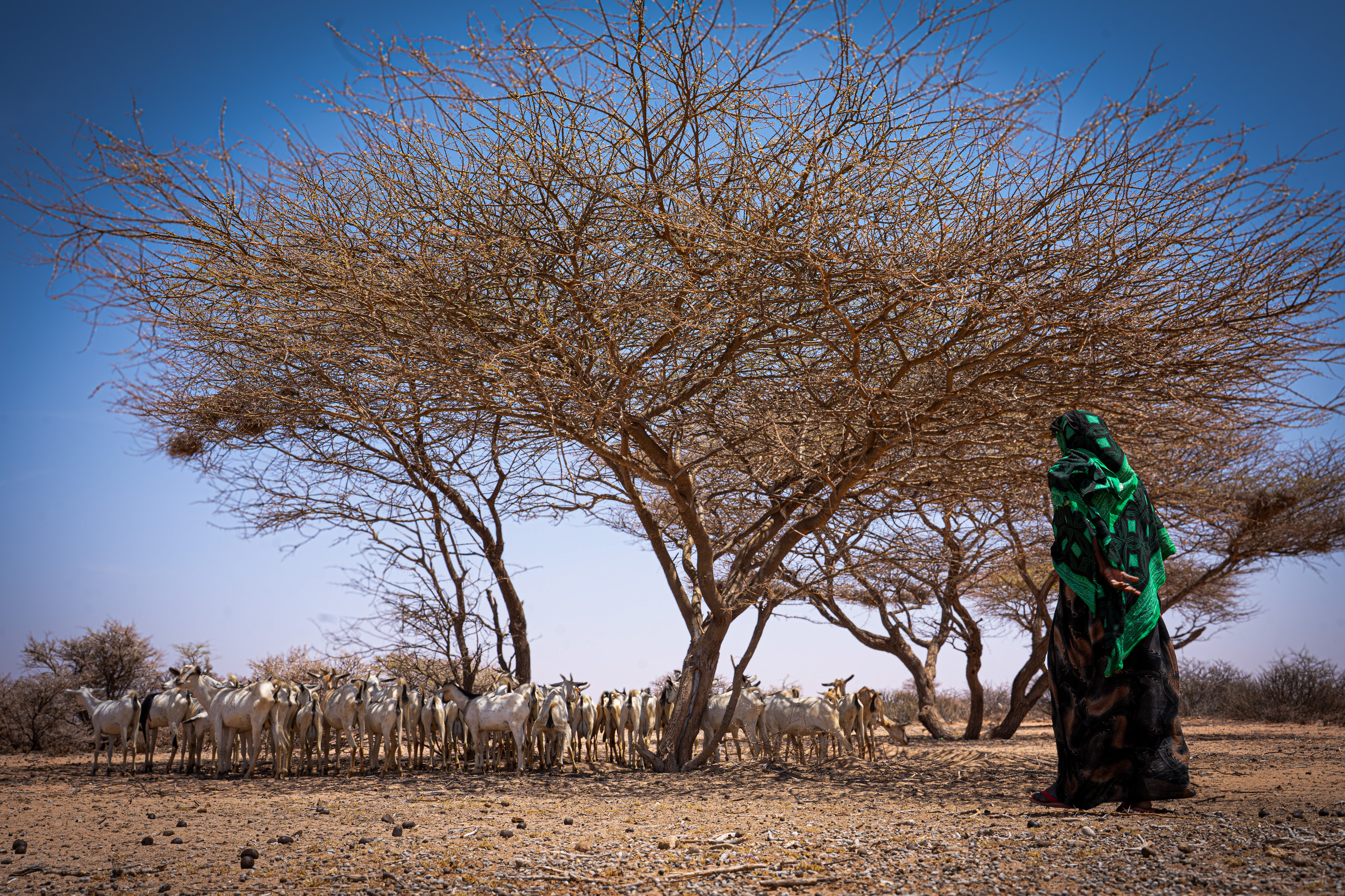 Anab Siyad, 62, stands with the few goats she has left. Once a pastoralist with a much larger herd, most of her animals have died as the rains failed and water sources dried up across the region. The remaining animals struggle to survive in a dry and barren landscape. For Anab, these few goats represent the last thread of a livelihood that has been unravelling for years. Near Dollow, Gedo region, Somalia. [Abdulkadir Mohamed/NRC]