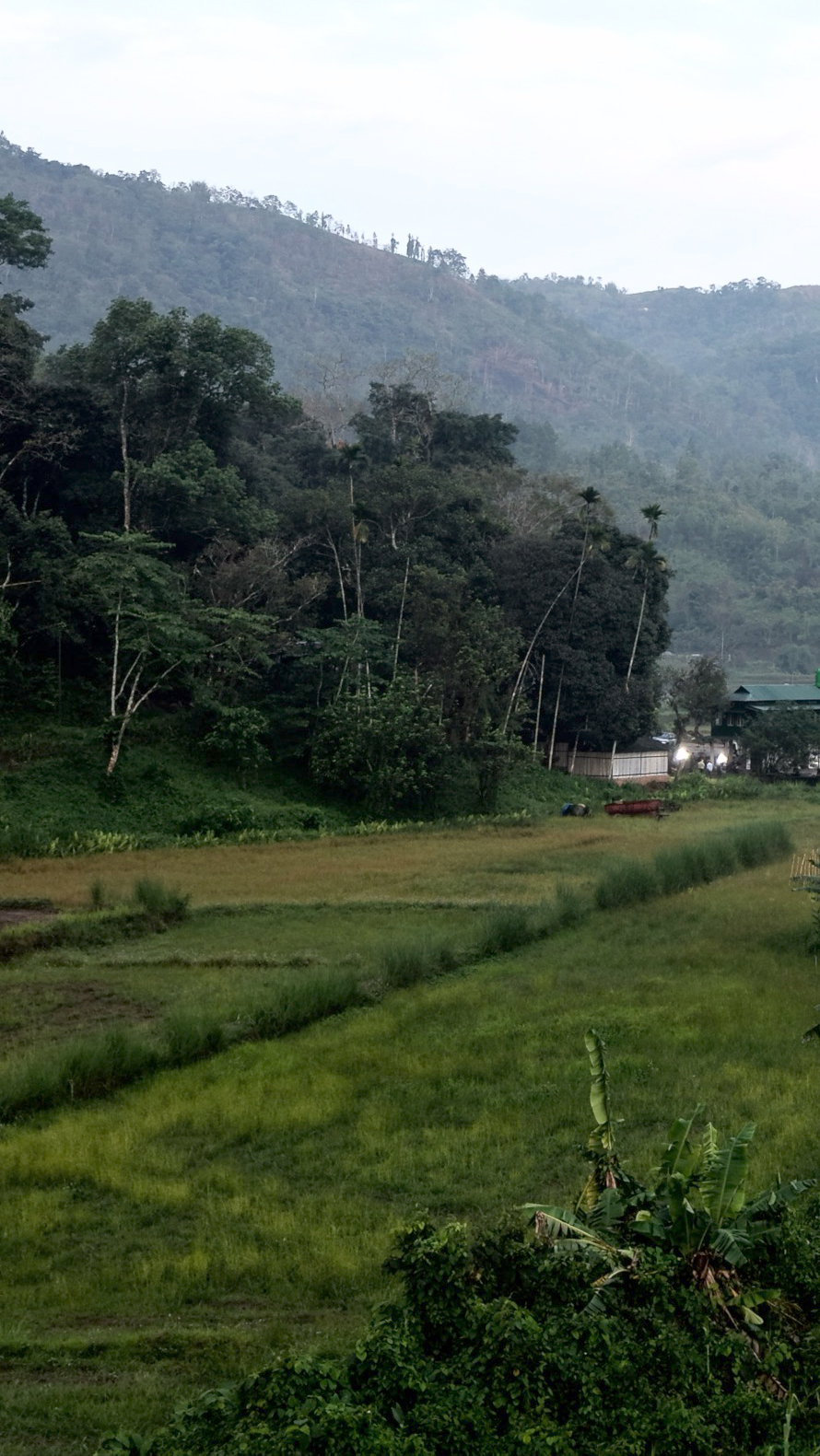 Government reserve forest in Meghalaya [Ashutosh Kumar/Al Jazeera]