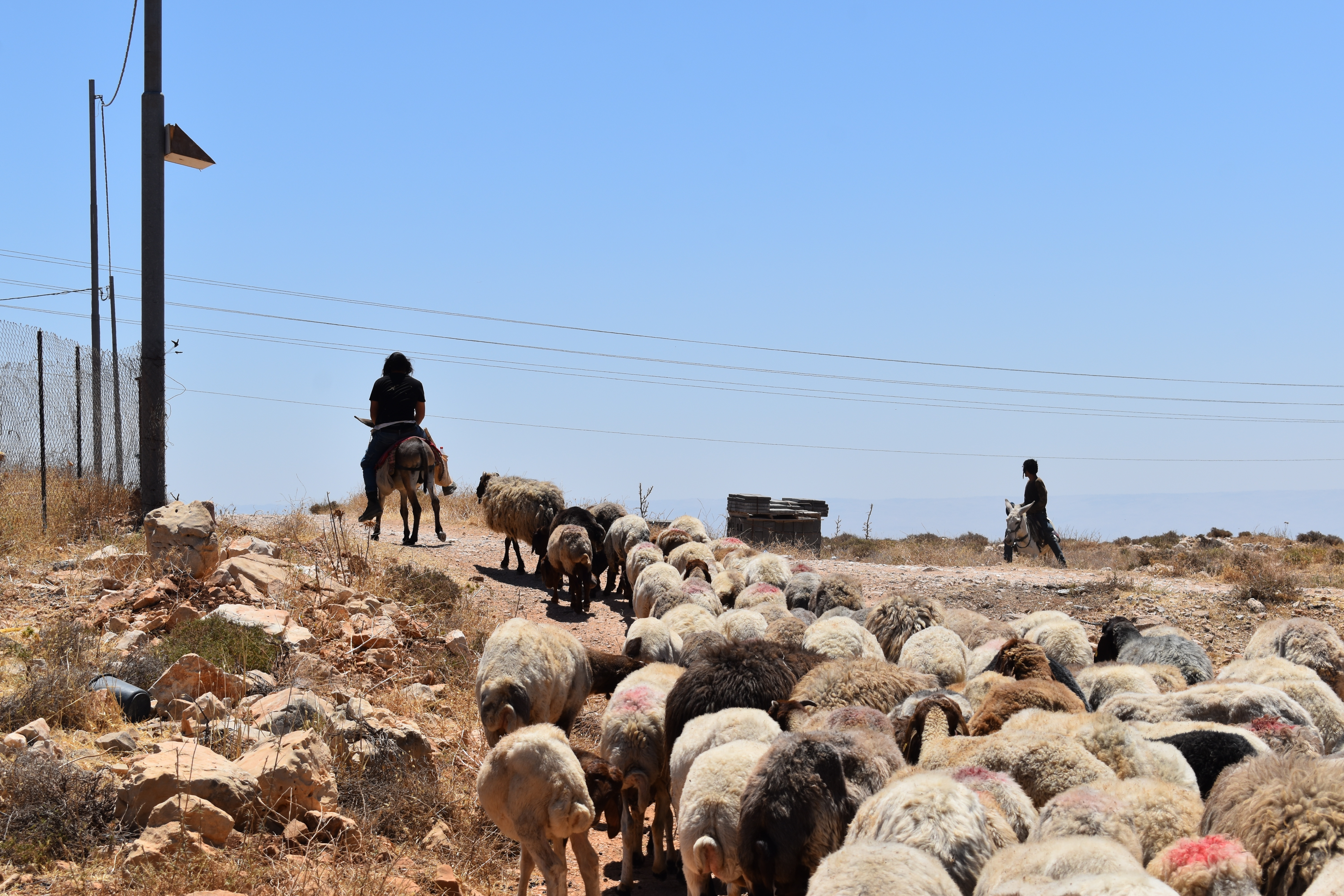 Youth settlers lead sheep after invading the property of the Mleihat family [Alex N/Al Jazeera]