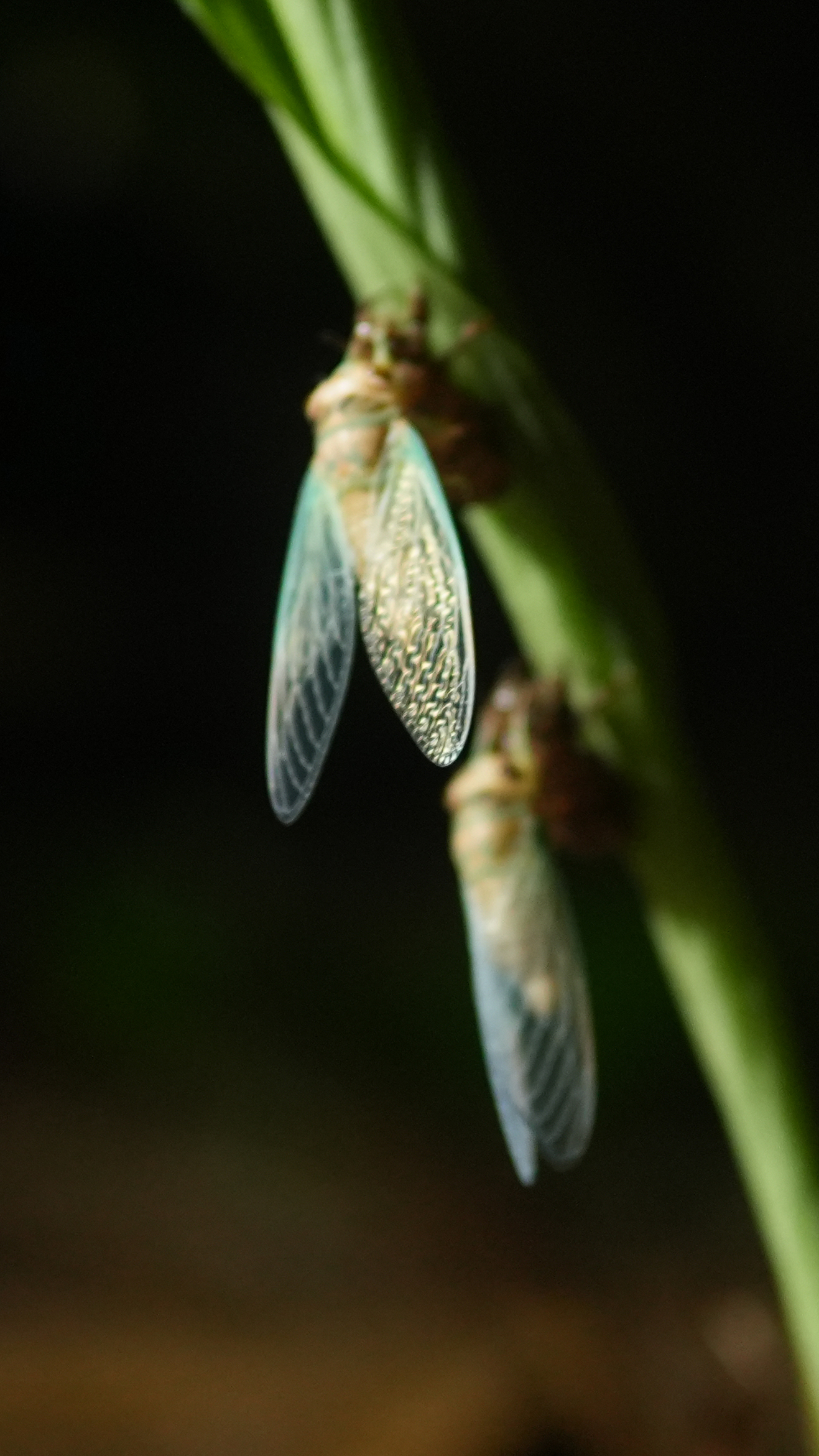 A newly emerged niangtaser climbs vegetation while its wings expand and harden [Ashutosh Kumar/Al Jazeera]