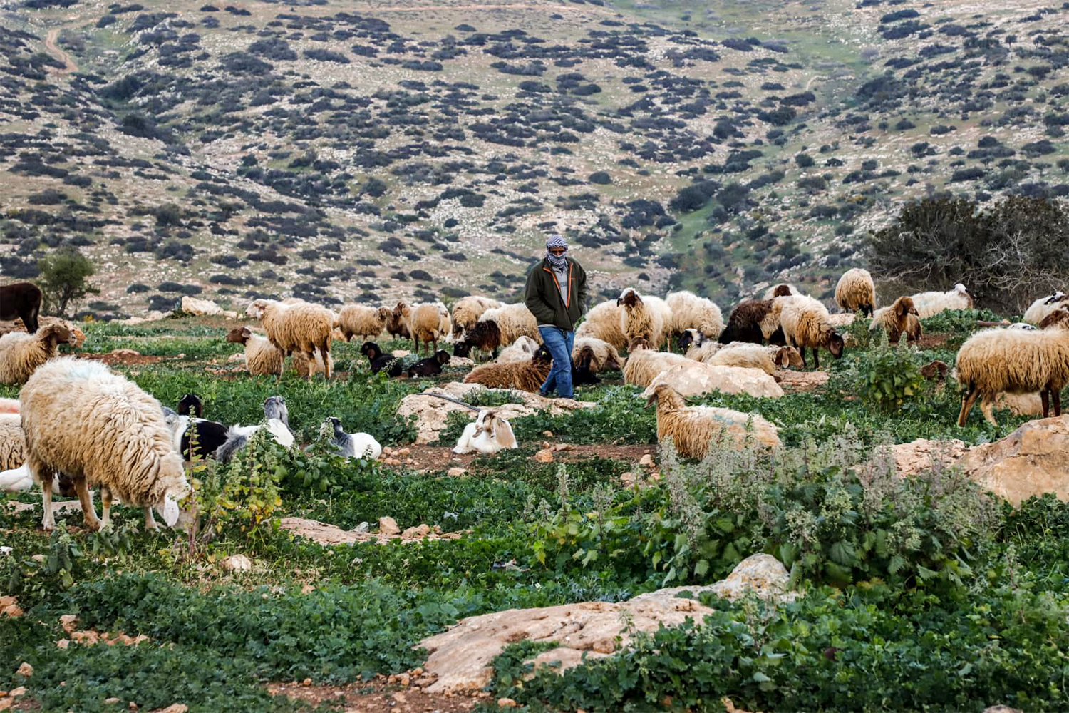 Bedouin people who were forced to leave their lands under the settlers attacks. [Courtesy of Mohamad Ateeq]