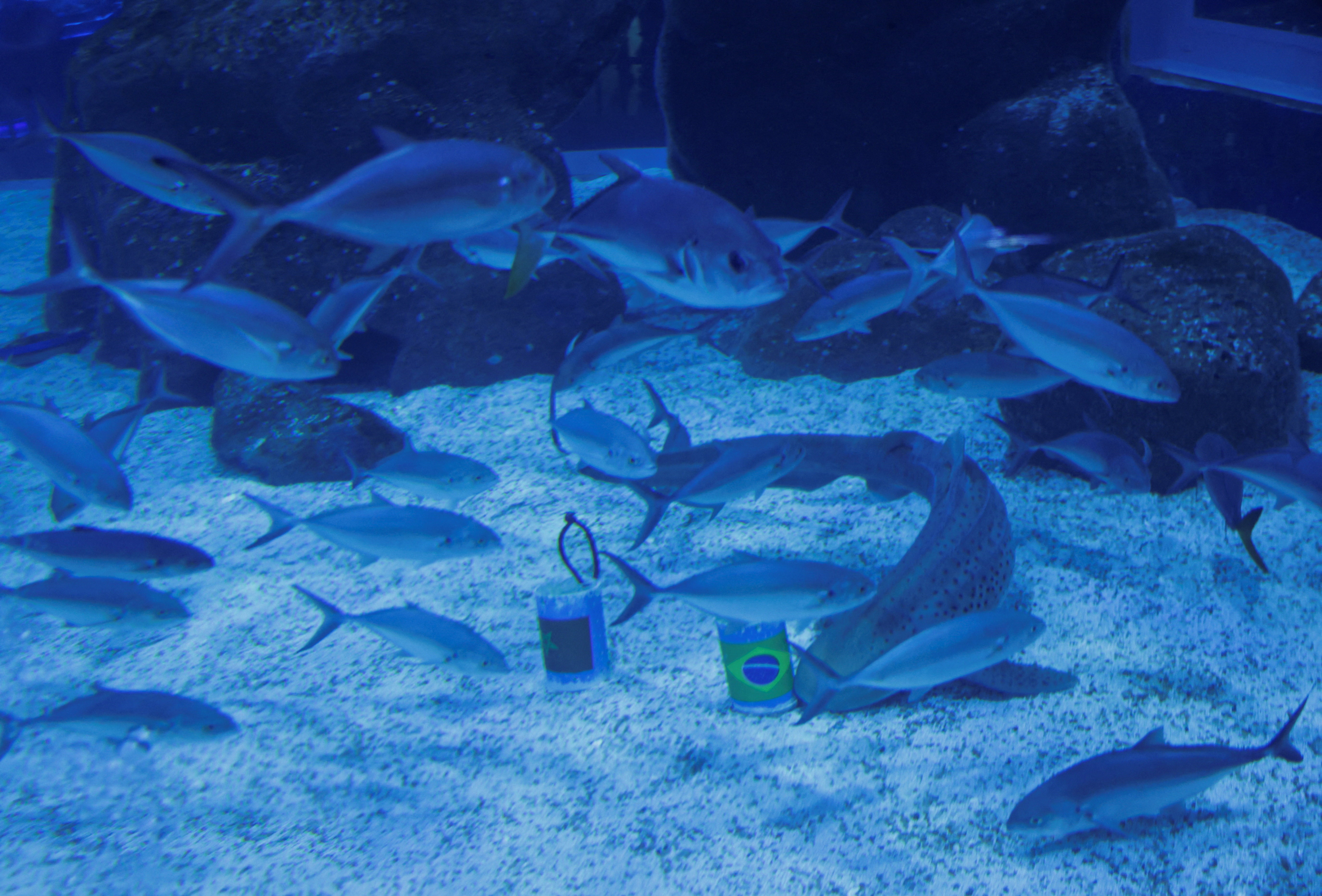 Female shark named Ritinha at an aquarium in Rio de Janeiro.