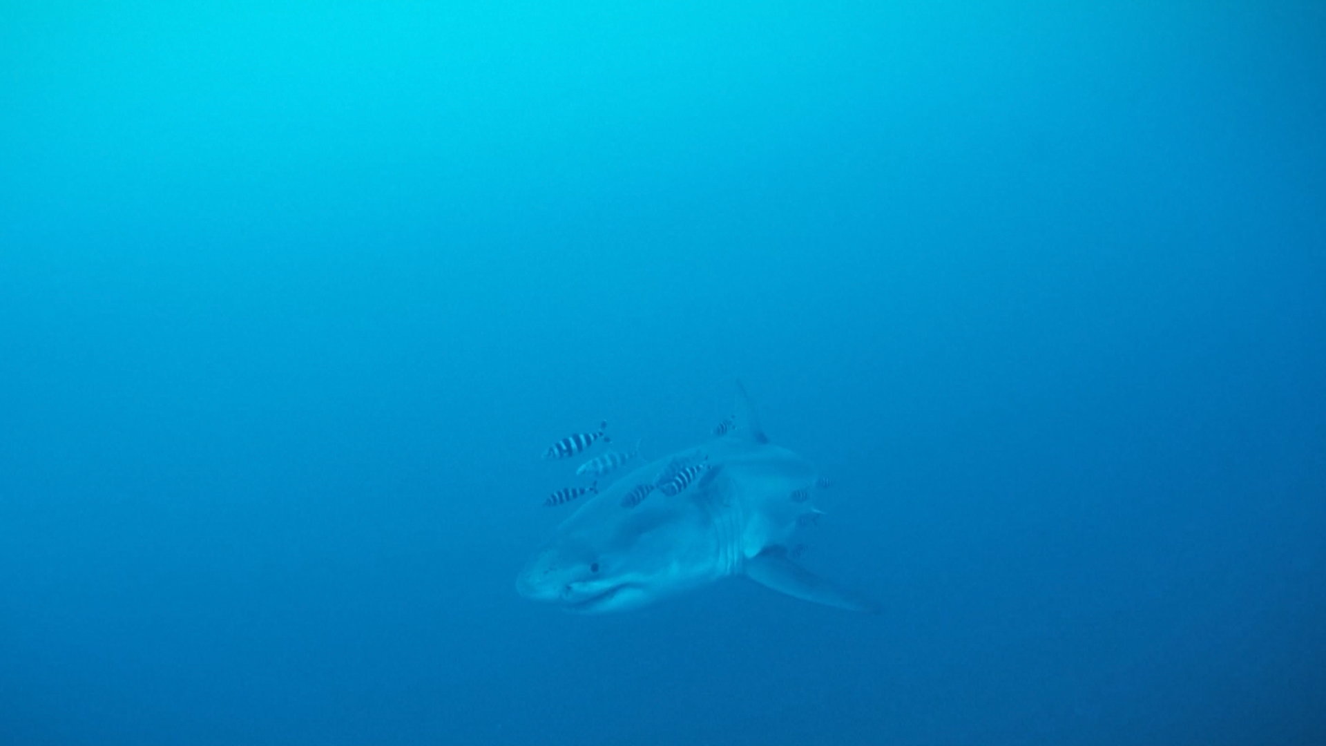 Rare sighting of great white shark in Mediterranean