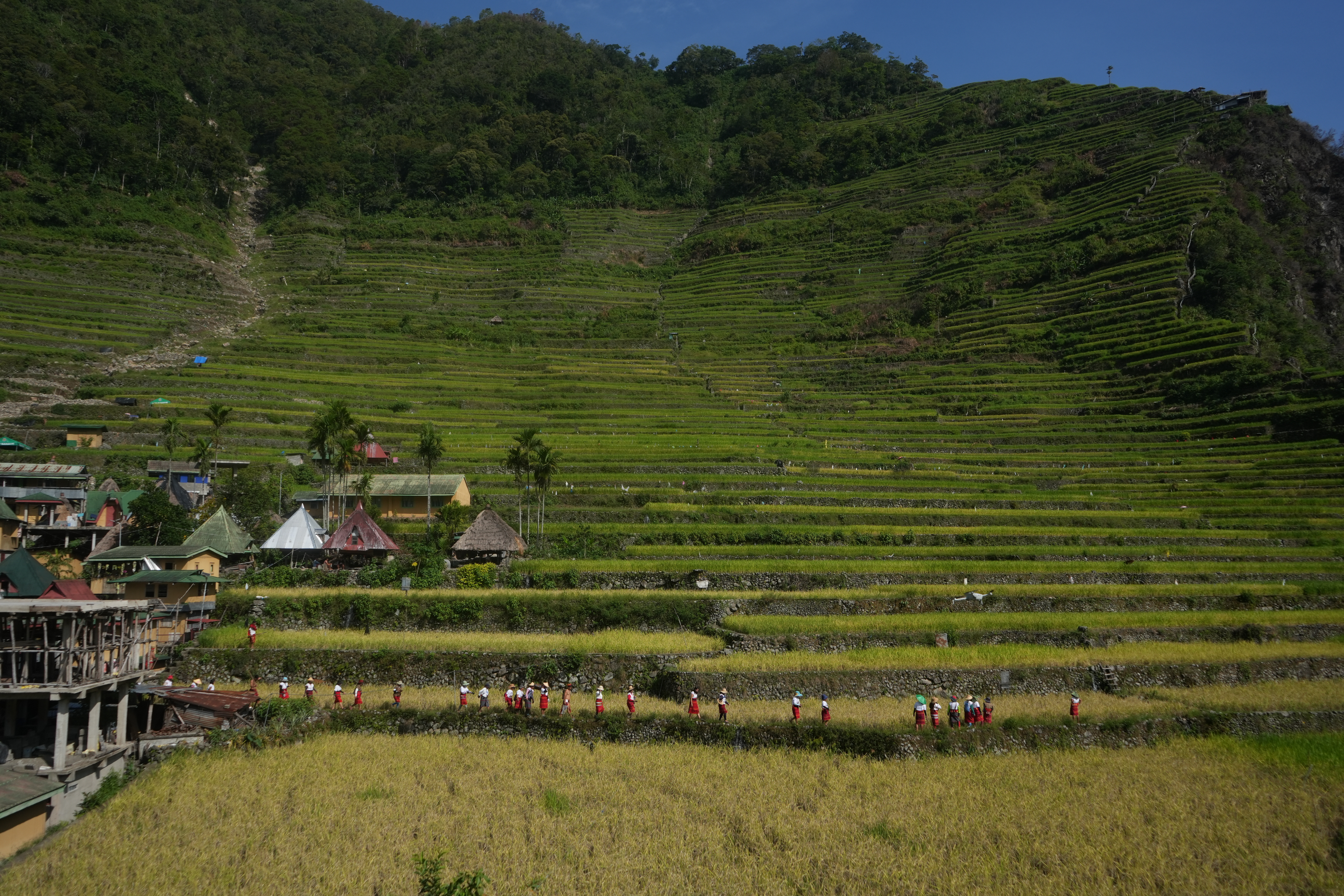 A wide crack marking the path of a deadly landslide in November 2025 remains visible in the upper left corner of the terraces, as dozens of female residents of Batad join in the Bullogan chi Munbotoh, the traditional procession to the harvest site