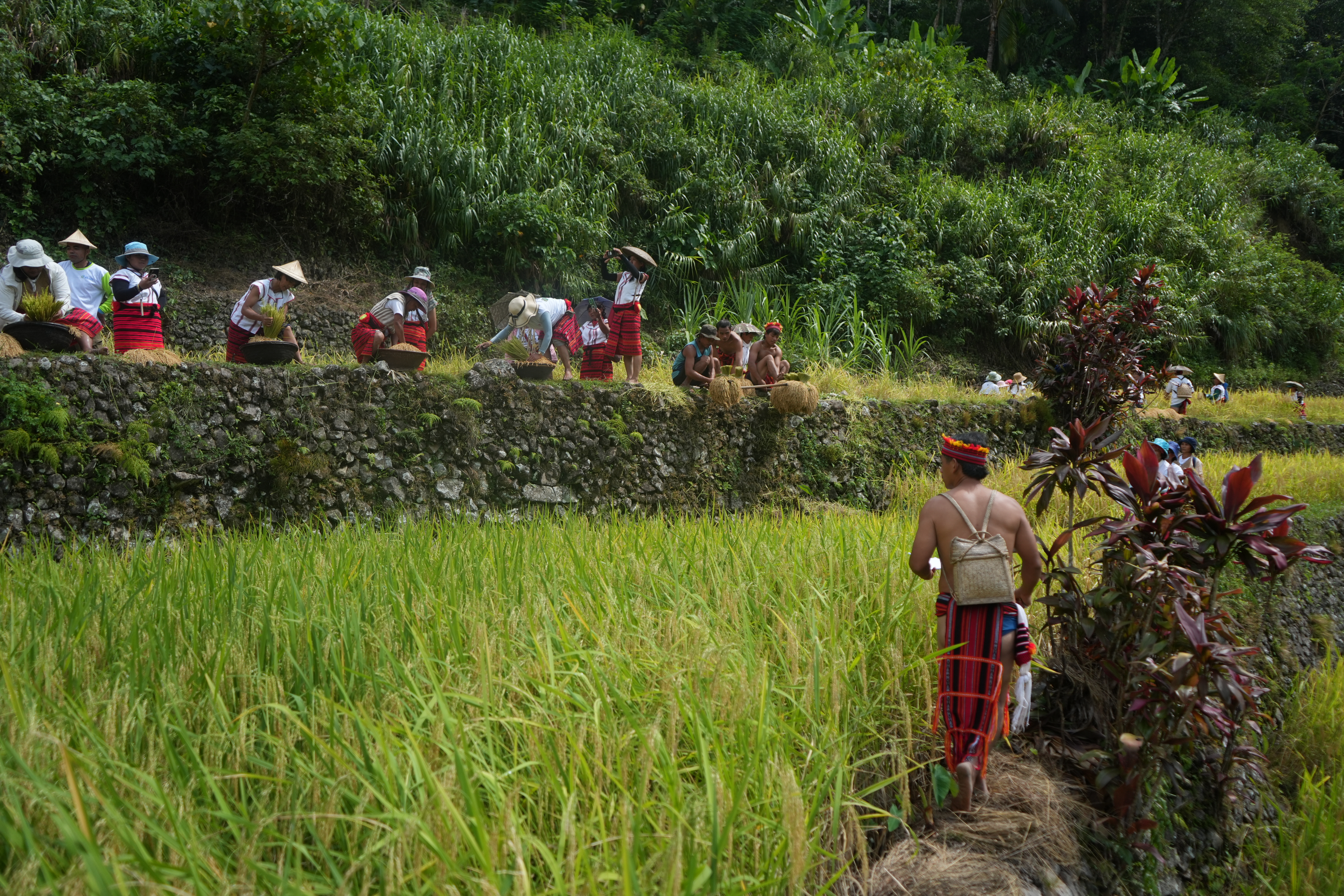 Lawyer Marlon Martin, head of the Save the Ifugao Terraces Movement, said Batad farmers need regular subsidy to encourage them to continue farming while also financially sustaining their families. 