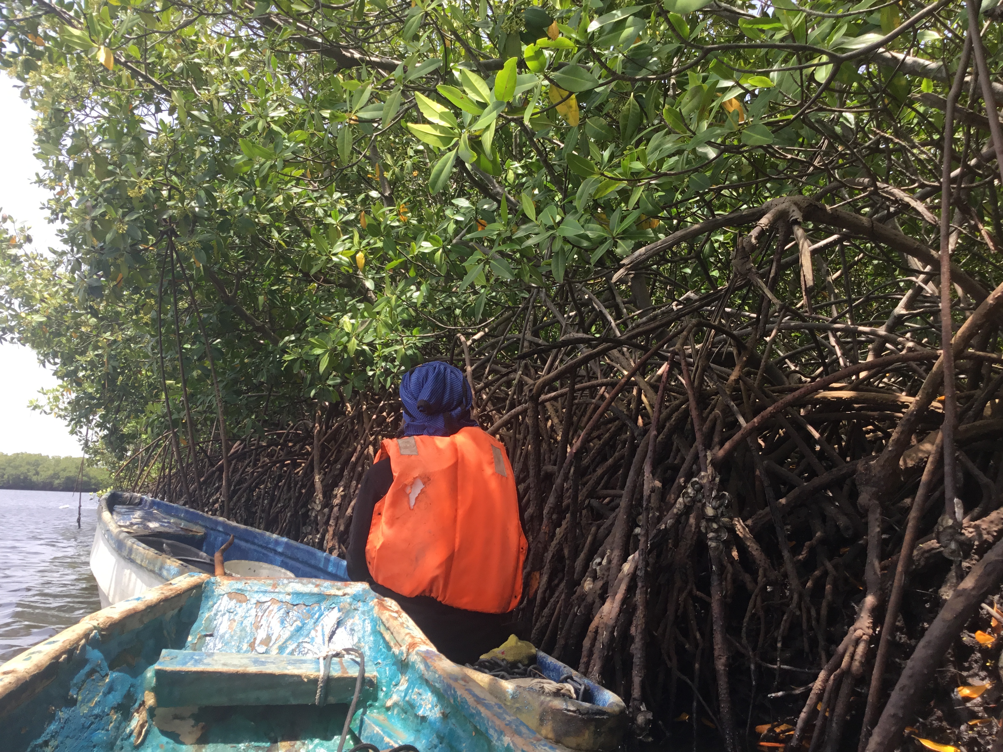 Fatou peers through the mangrove branches, monitoring the oysters that depend on the health of the wetland ecosystem