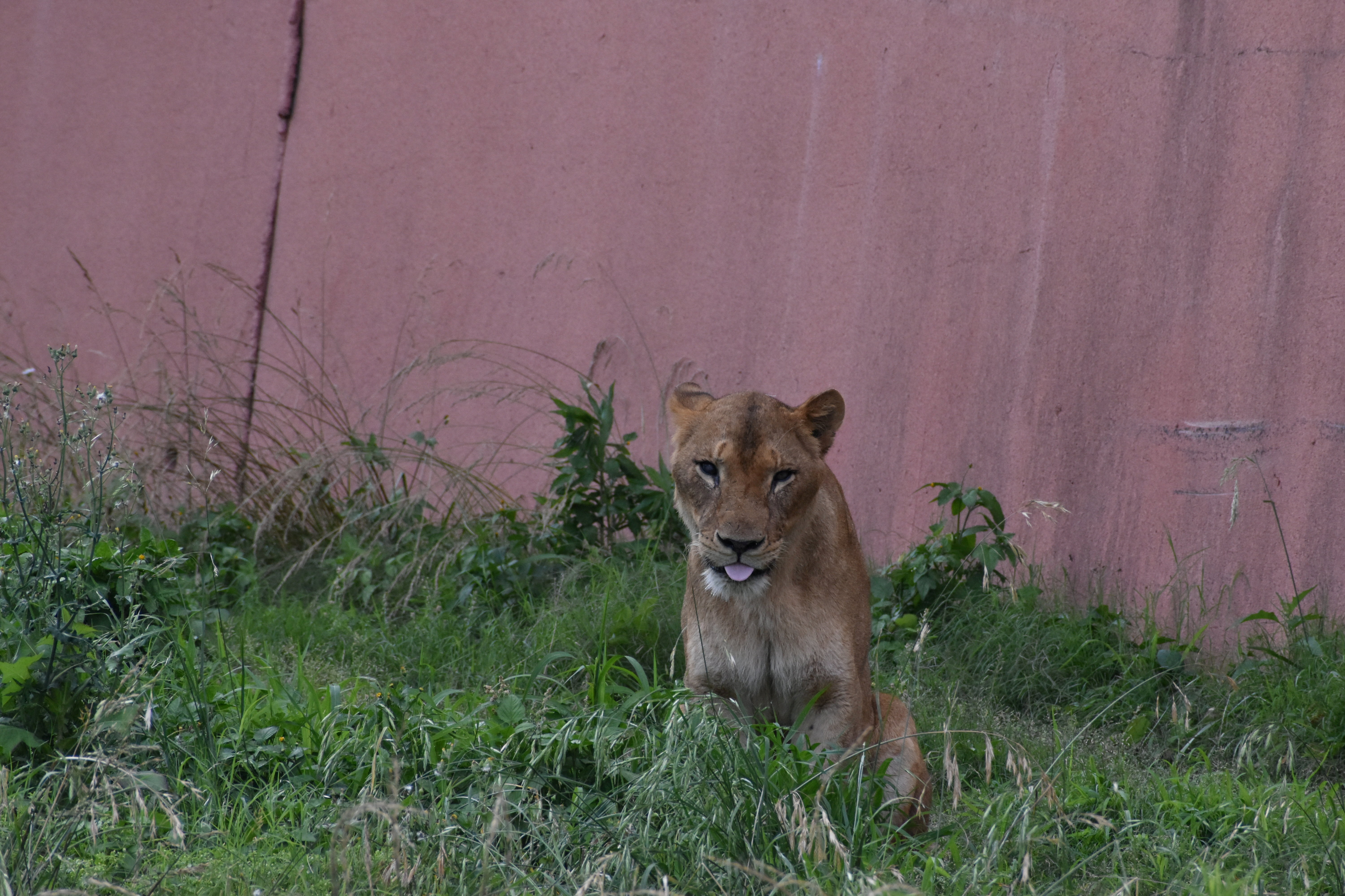 Eleven-year-old female lion Ichigo, one of three lions in Tama Zoological Park that died recently due to suspected heat-related illness, in Tokyo, Japan, in this handout photo taken on June 1, 2024 released by Tokyo Zoological Park Society, and obtained by Reuters on August 4, 2026. Tokyo Zoological Park Society/Handout via REUTERS THIS IMAGE HAS BEEN SUPPLIED BY A THIRD PARTY. NO ARCHIVES. NO RESALES. MANDATORY CREDIT. NO MODIFICATIONS ALLOWED.